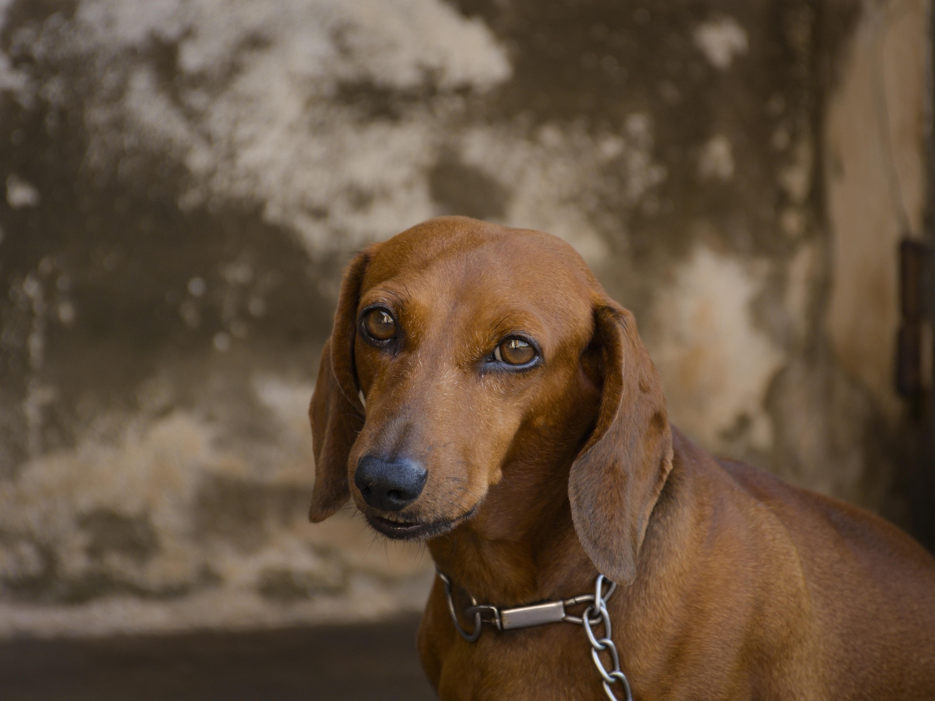 Dachshunds and Other Pets: Making Peace at Home 11