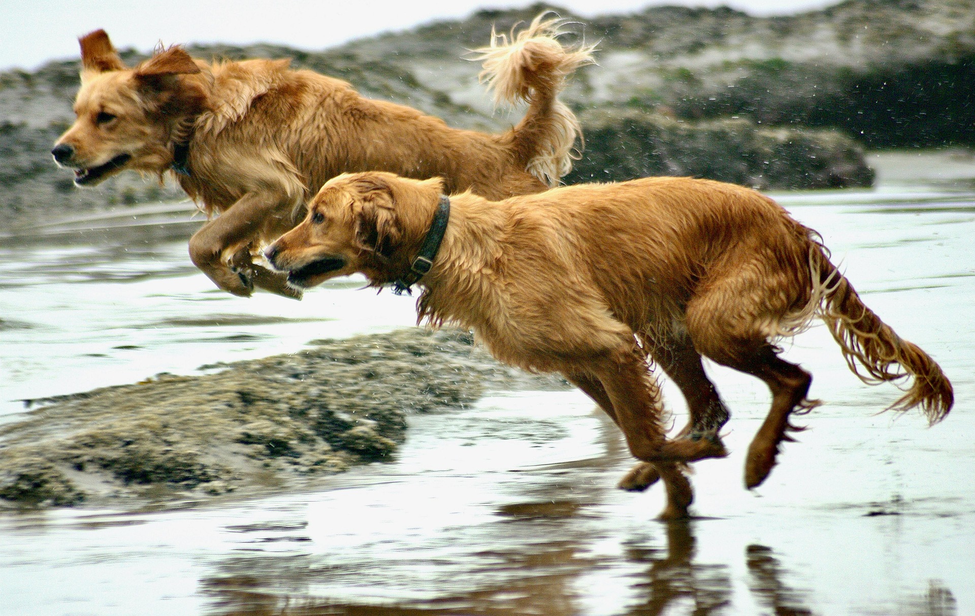 Why Golden Retrievers Are So Affectionate and Loving 11
