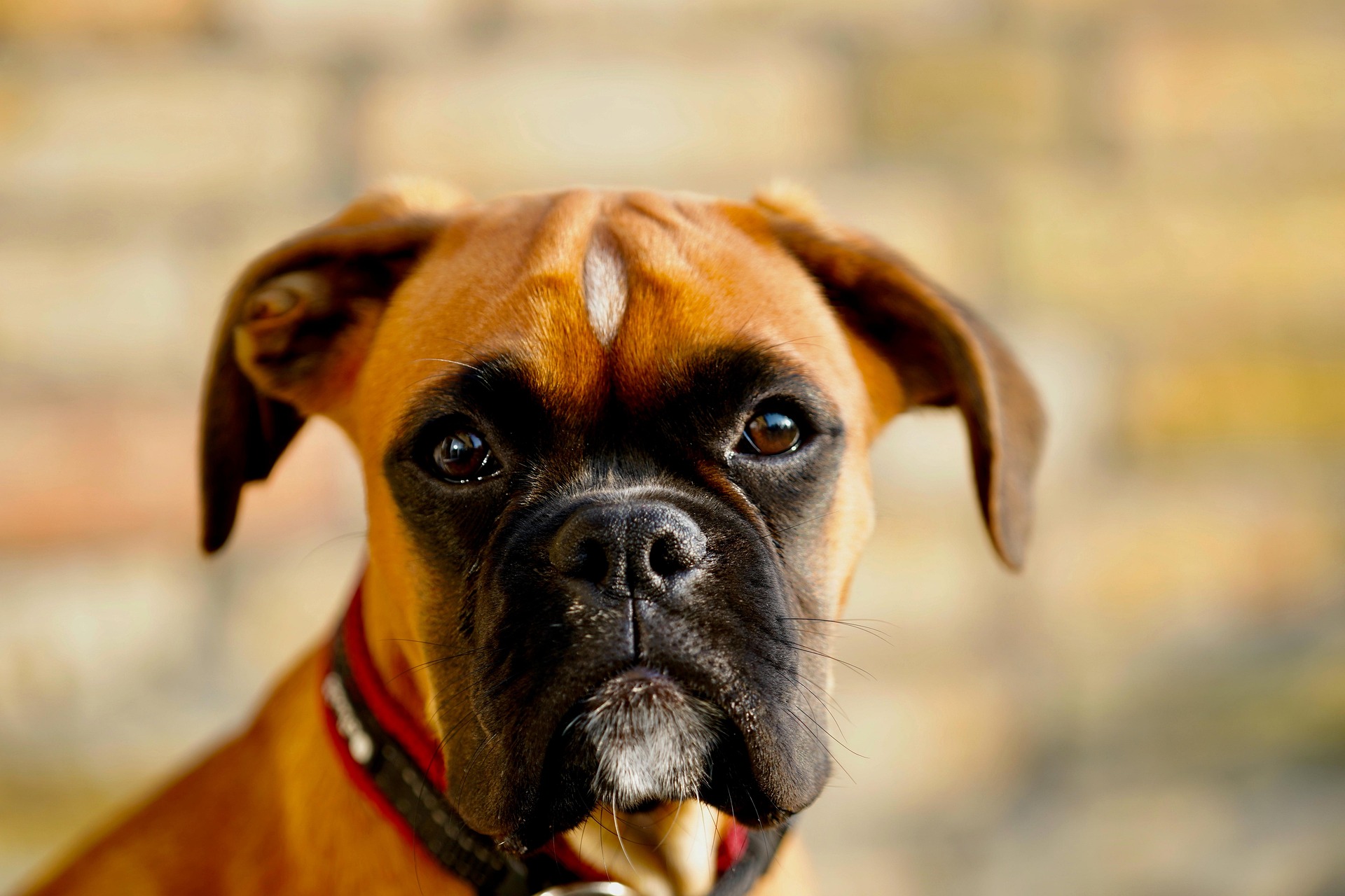 Boxer Dogs and Mental Health: The Power of Companionship 11 Boxer Dogs and Mental Health: The Power of Companionship 11