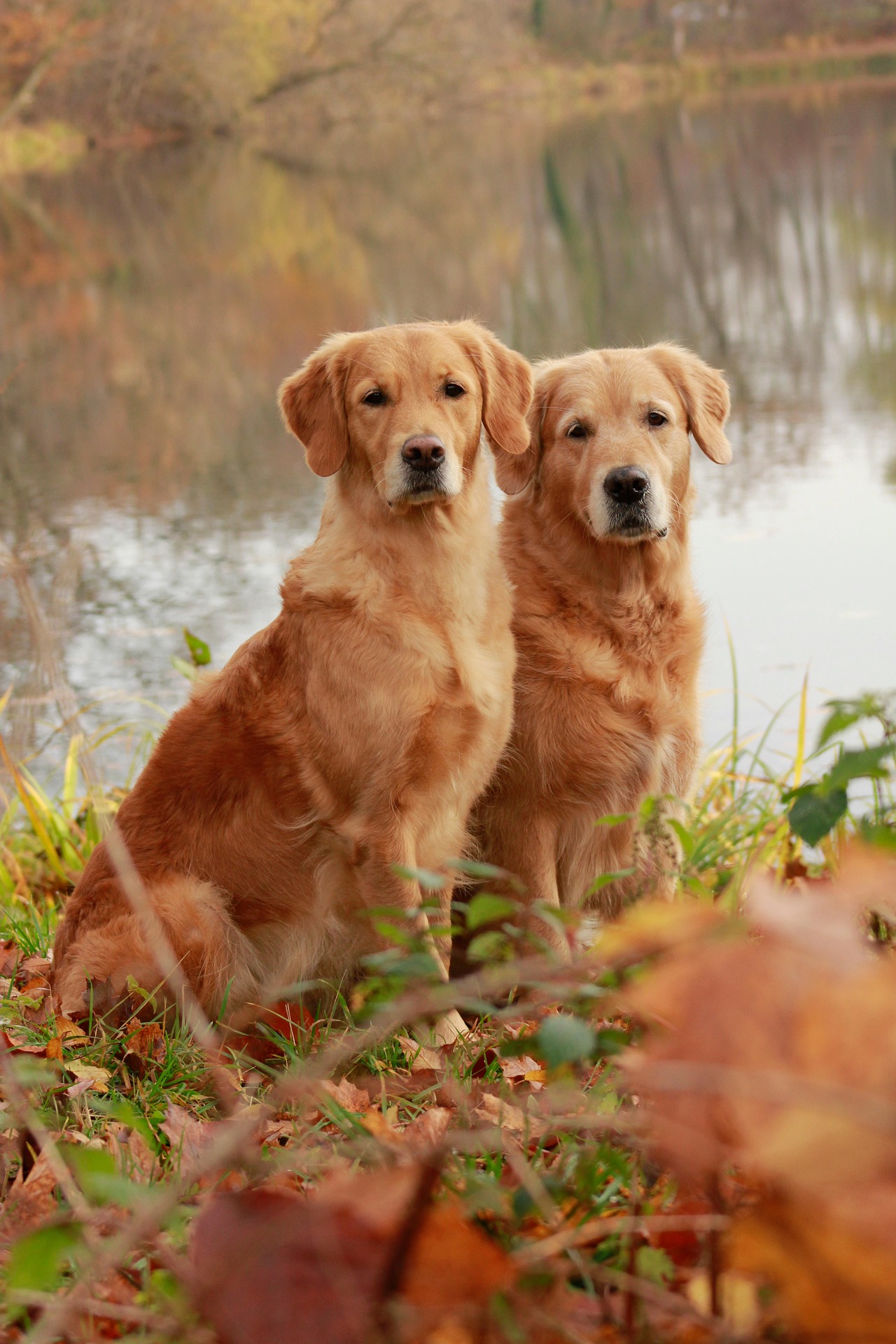 Why Golden Retrievers Are One of the Friendliest Dog Breeds — A Deep Dive 11
