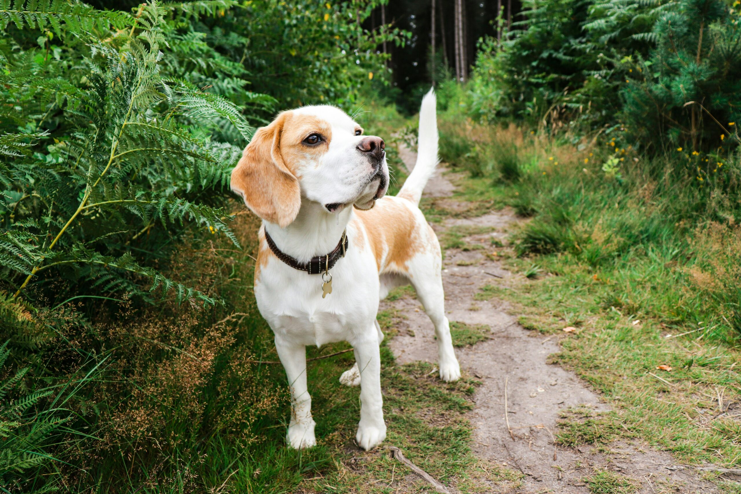 Why Beagles Are Known as One of the Friendliest Dog Breeds 11 Why Beagles Are Known as One of the Friendliest Dog Breeds 11