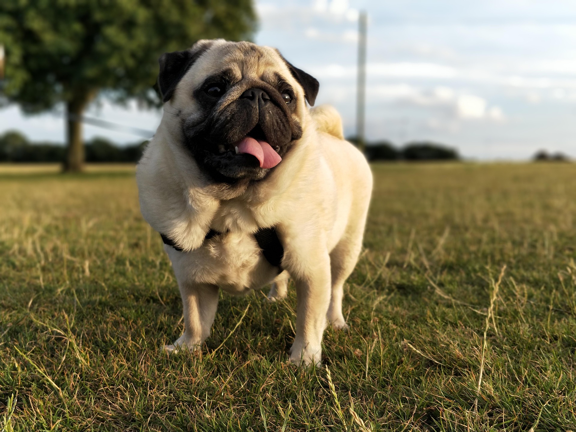 Pug Health Problems Every Owner Should Watch For 10