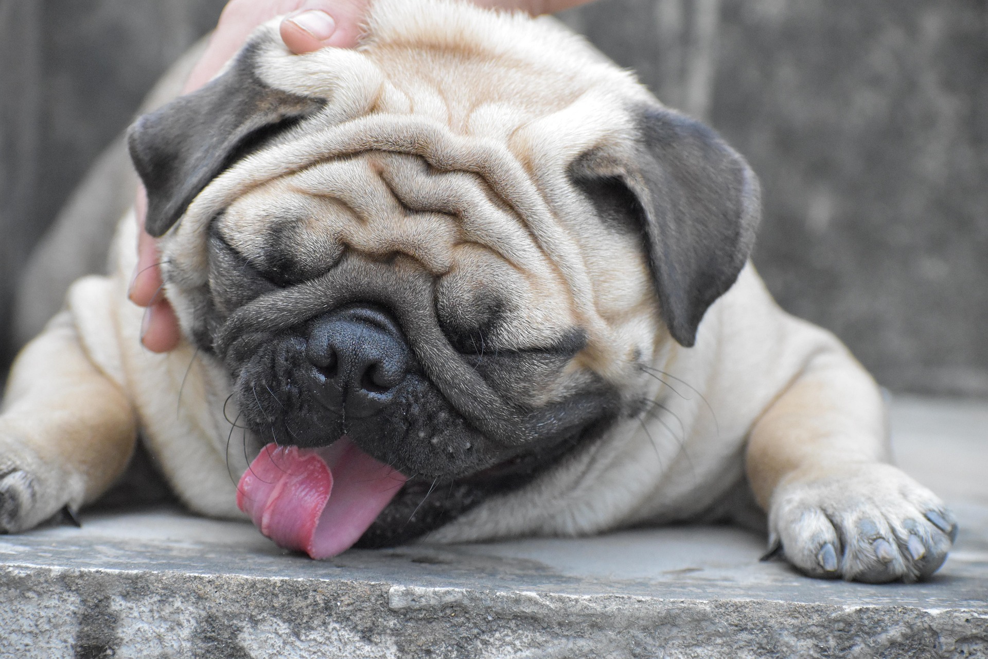 Pug Health Problems Every Owner Should Watch For 11