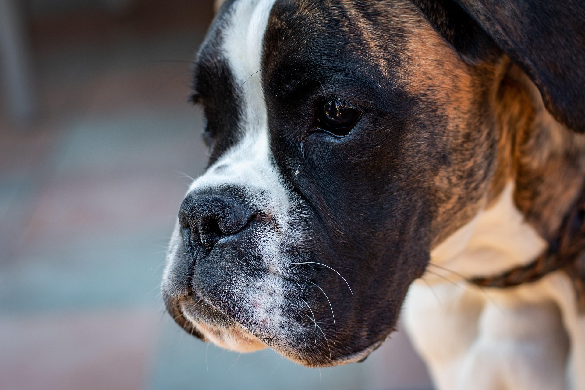 5 Reasons Boxer Dogs Make the Best Therapy Animals 11