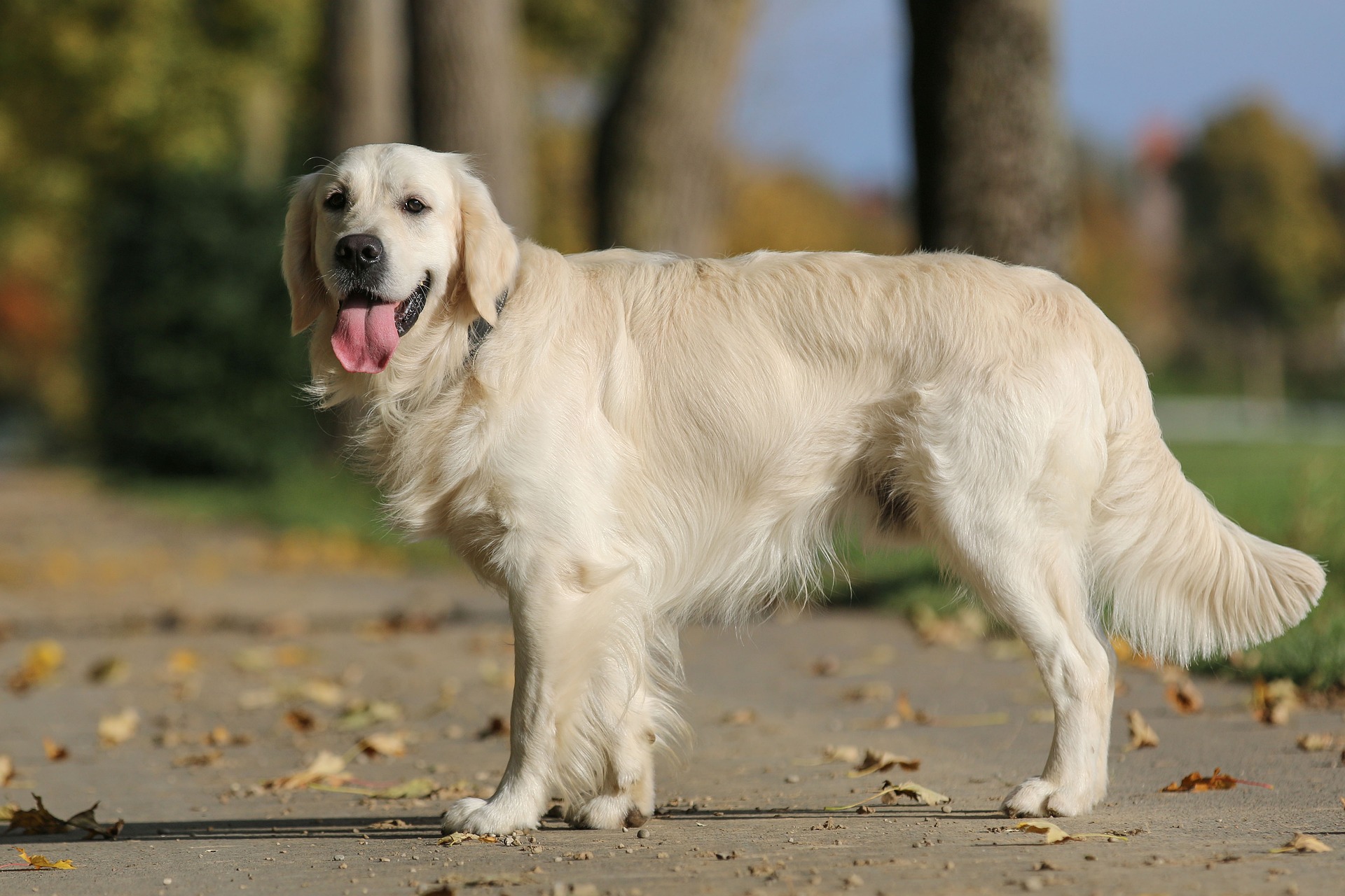 Do Golden Retrievers Bark a Lot? What Owners Should Expect 11