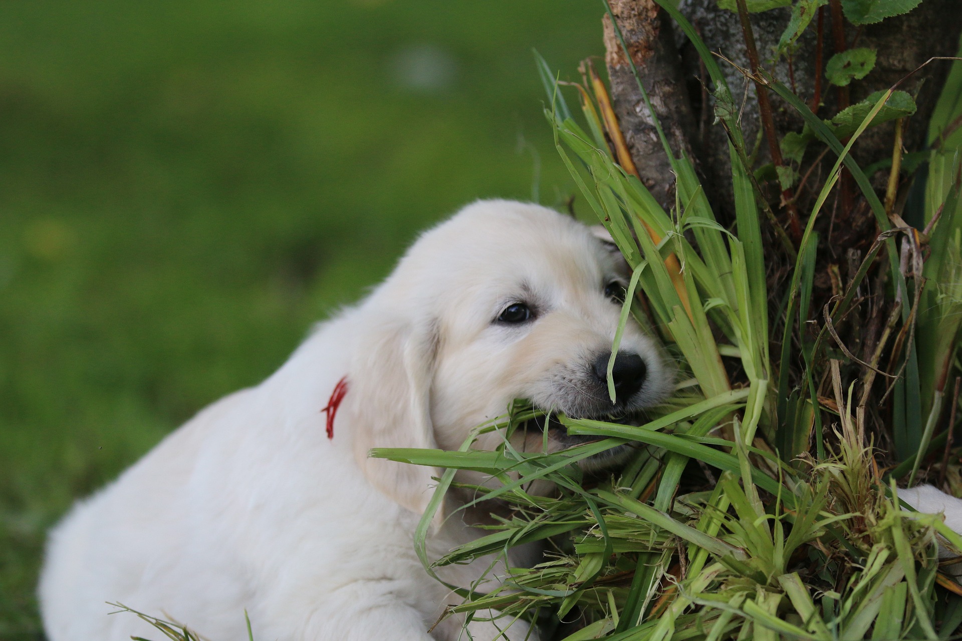 Golden Retriever Myths That Need to Be Debunked 11