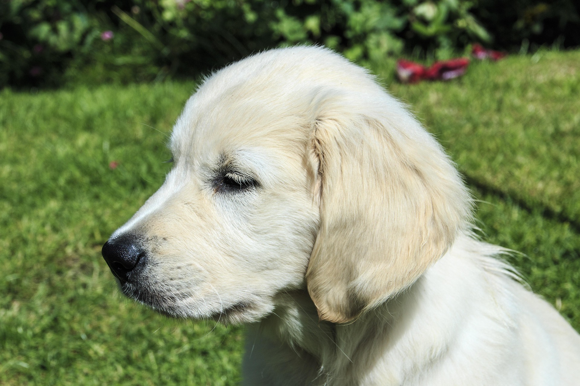 Golden Retriever Myths That Need to Be Debunked 10