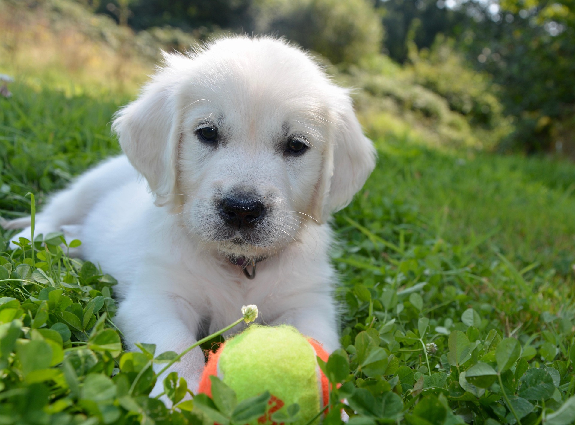 Why Labrador Retrievers Are Easy (and Sometimes Hard) to Train 11