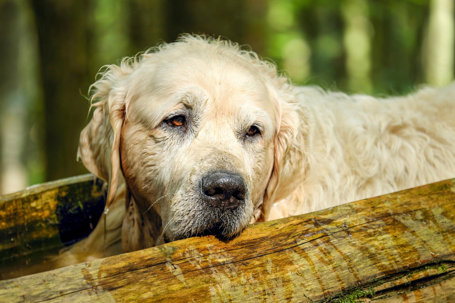 Are Golden Retrievers Right for You? Questions to Ask Before Adopting 50 Are Golden Retrievers Right for You? Questions to Ask Before Adopting 50