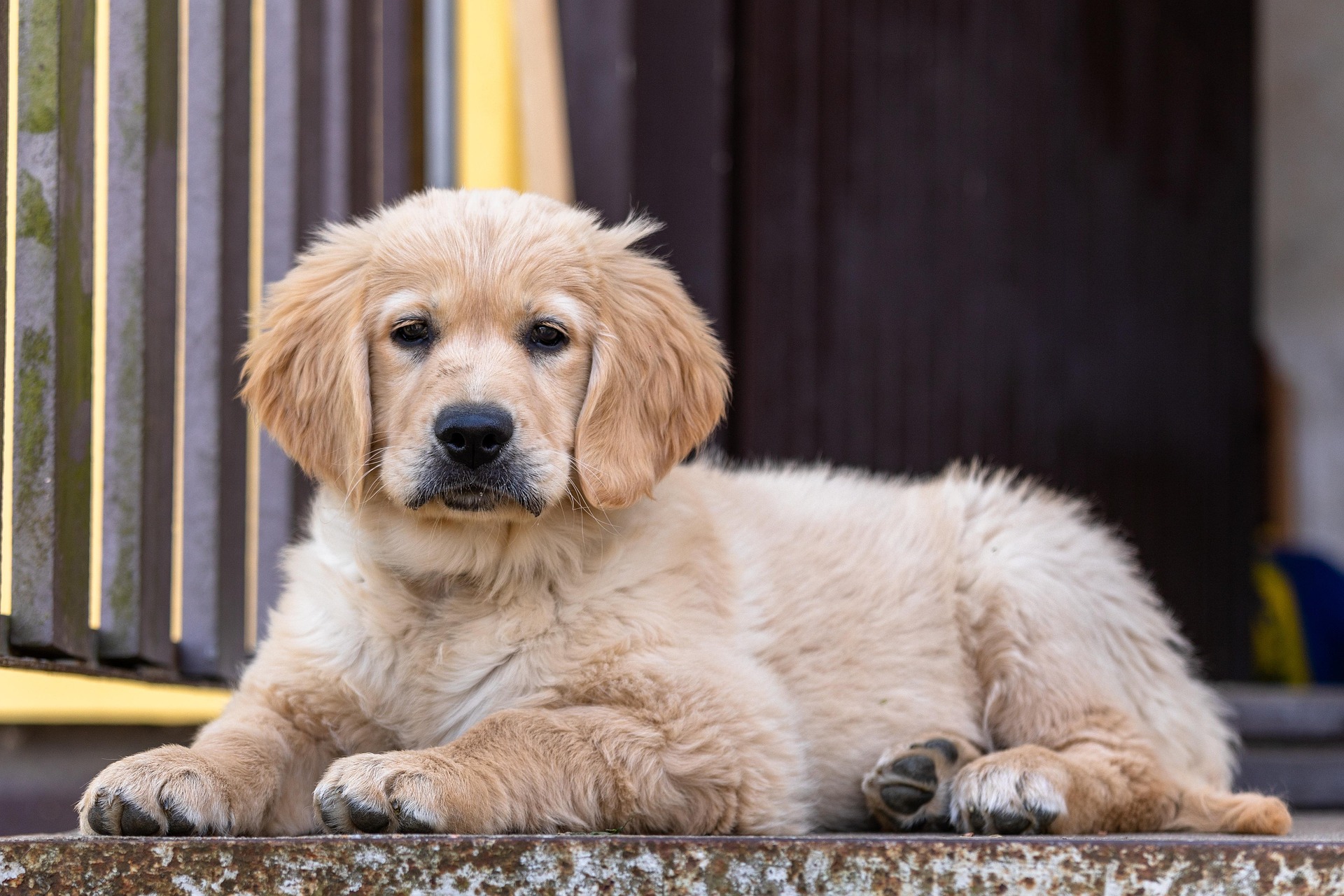 Golden Retriever Diet Guide: What They Should and Shouldn’t Eat 10