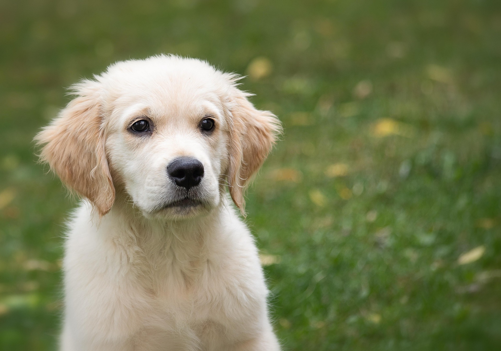 Are Golden Retrievers Right for You? Questions to Ask Before Adopting 10