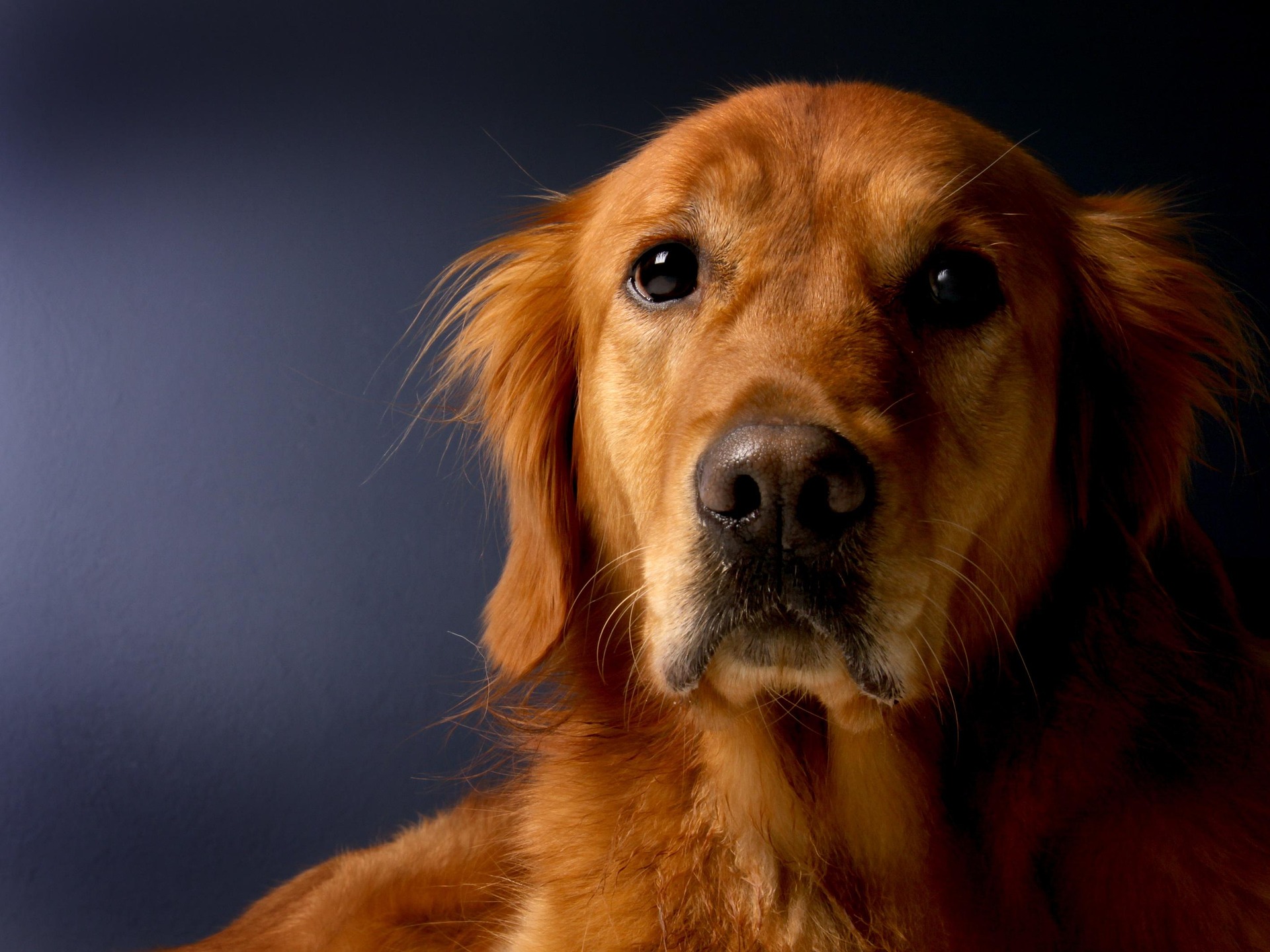 How Smart Are Golden Retrievers? Surprising Intelligence Facts 10 How Smart Are Golden Retrievers? Surprising Intelligence Facts 10