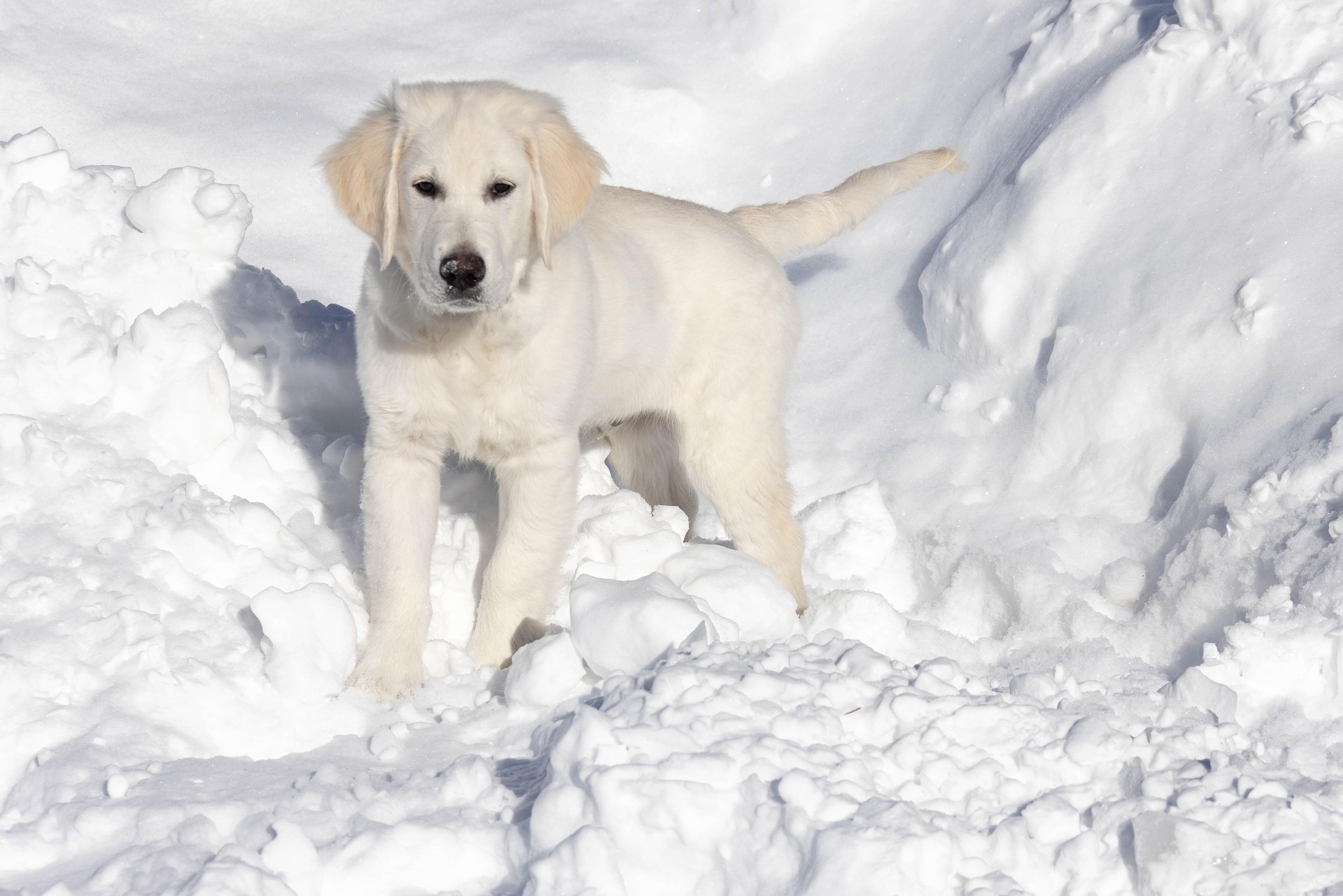 Golden Retriever Training Tips That Actually Work 10