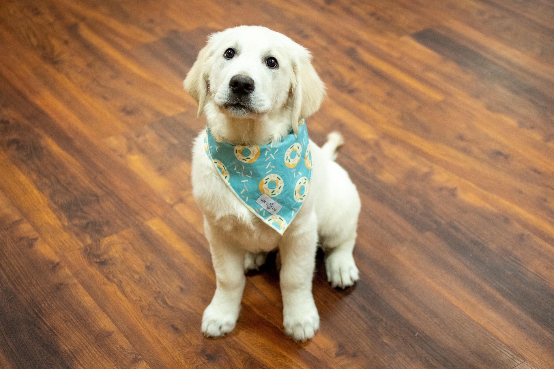 Signs Your Golden Retriever Is Happy and Emotionally Healthy 10 Signs Your Golden Retriever Is Happy and Emotionally Healthy 10