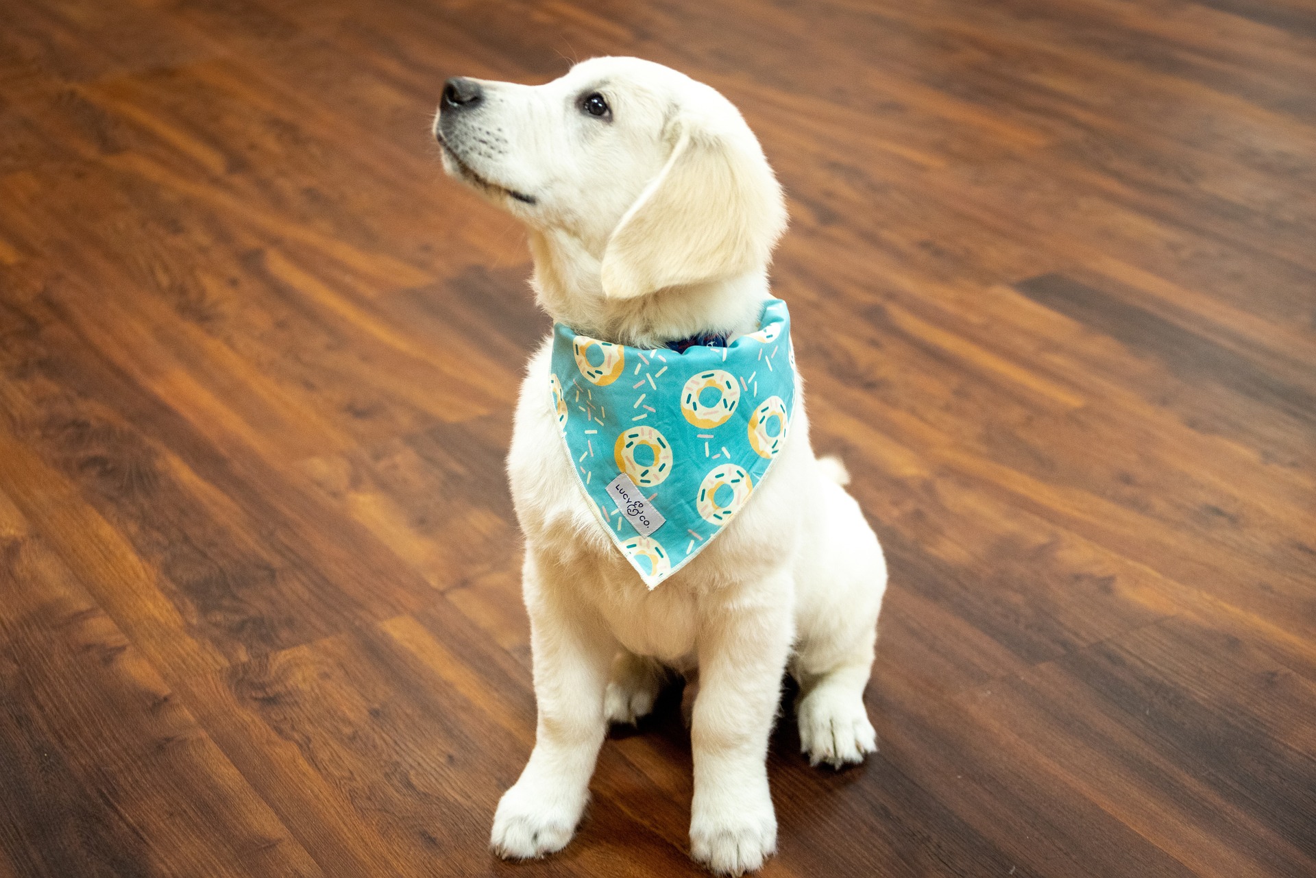 Signs Your Golden Retriever Is Happy and Emotionally Healthy 11 Signs Your Golden Retriever Is Happy and Emotionally Healthy 11