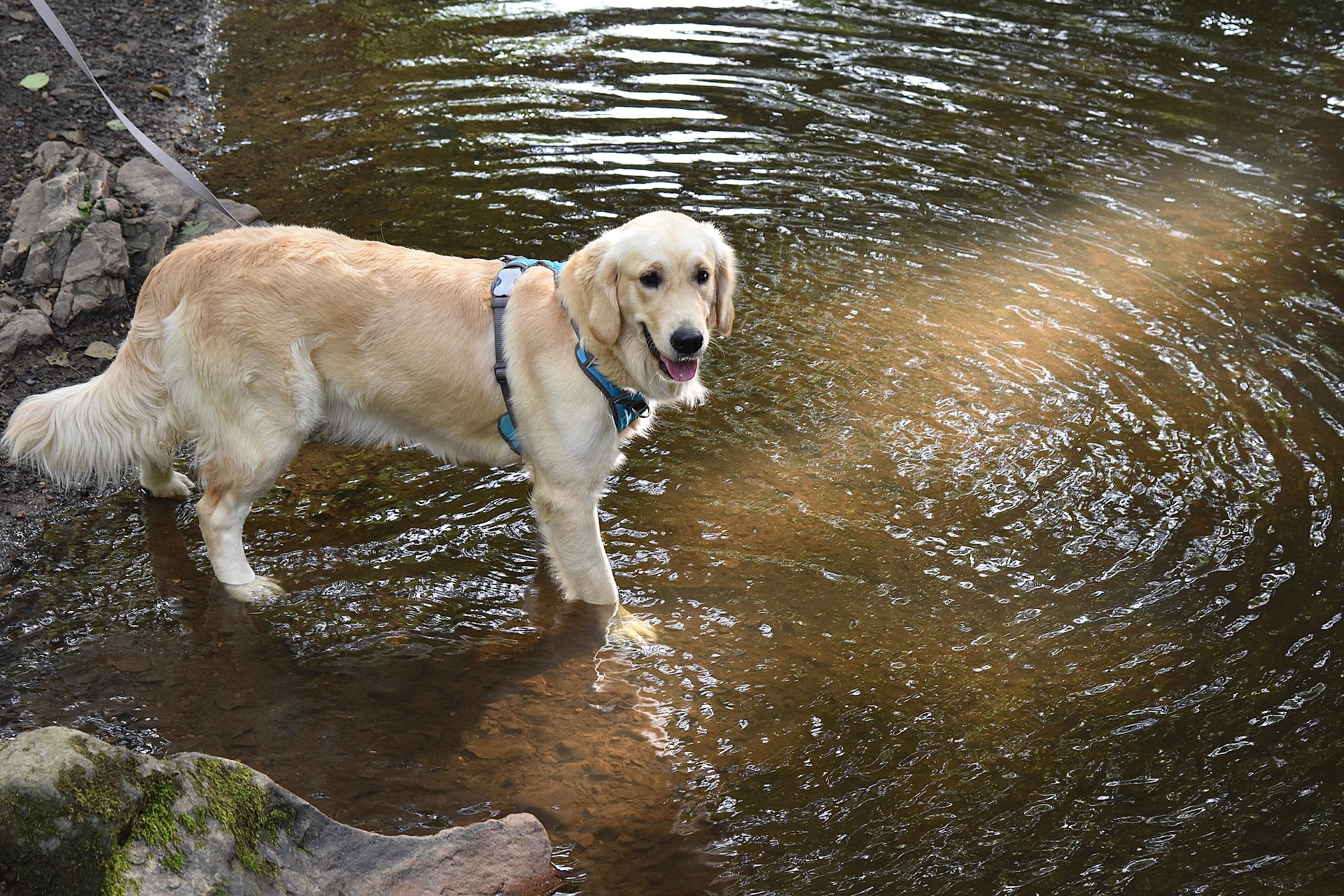 What It’s Really Like Living With a Golden Retriever 11