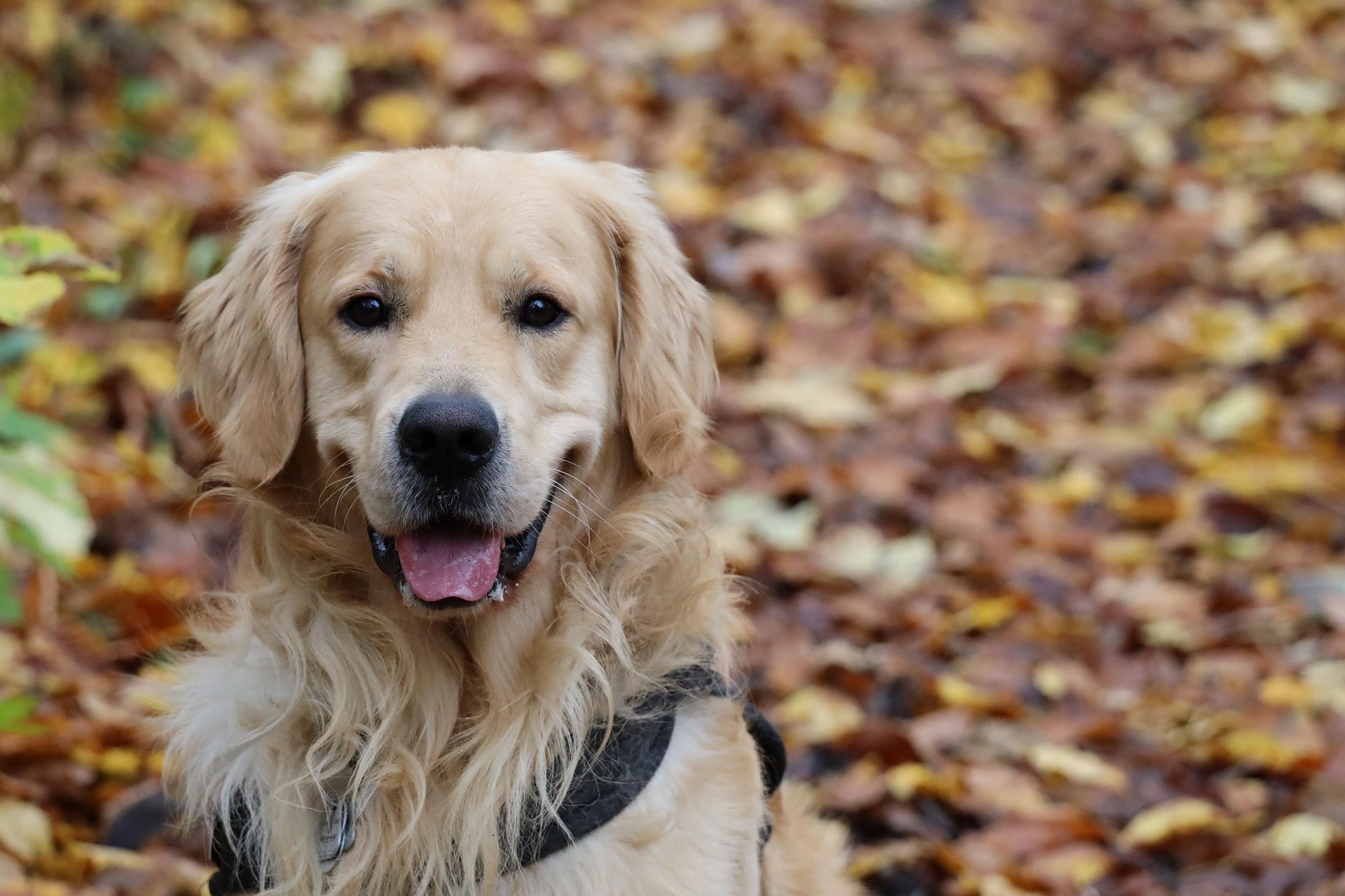Golden Retriever Training Tips That Actually Work 11