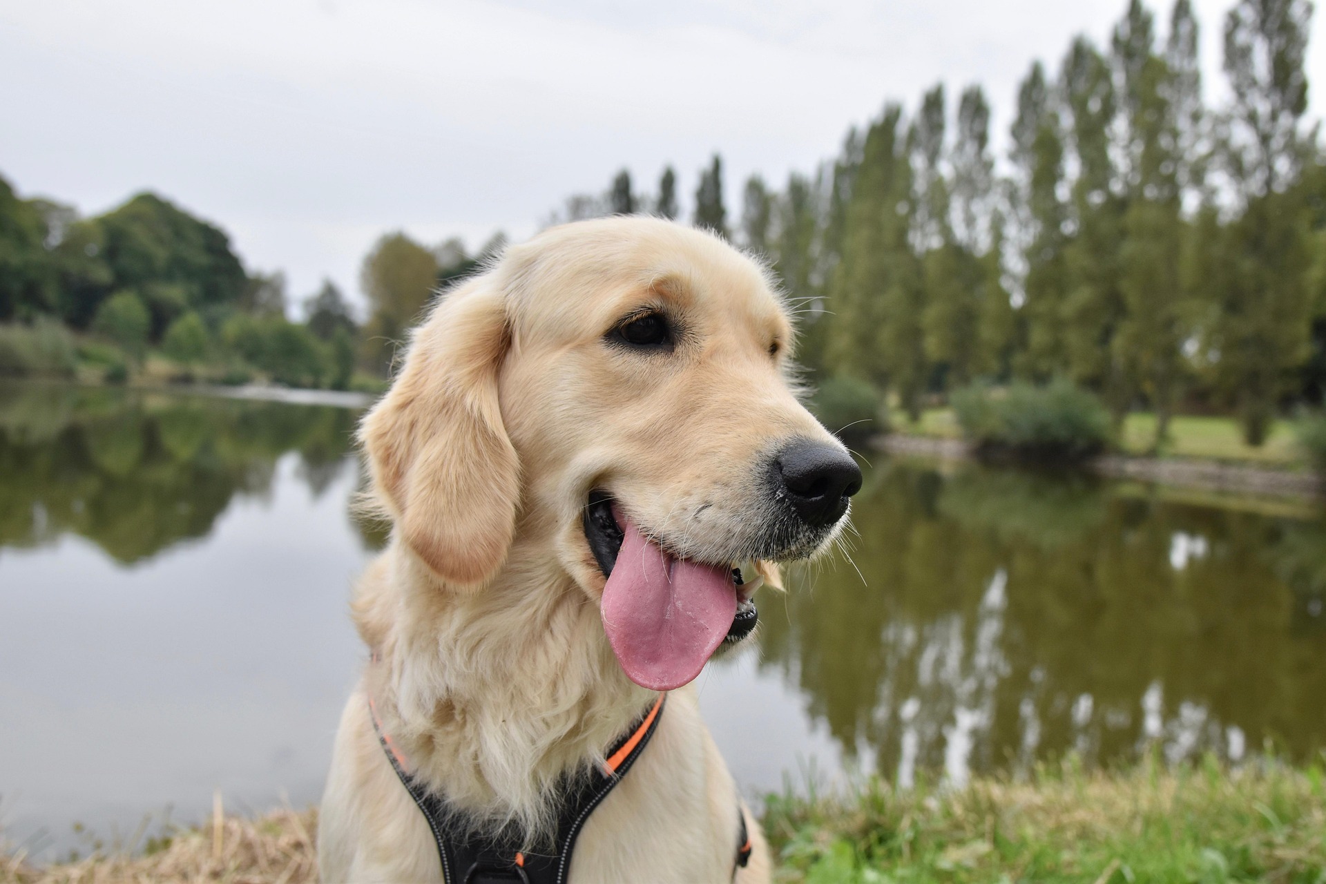 Are Golden Retrievers Right for You? Questions to Ask Before Adopting 11