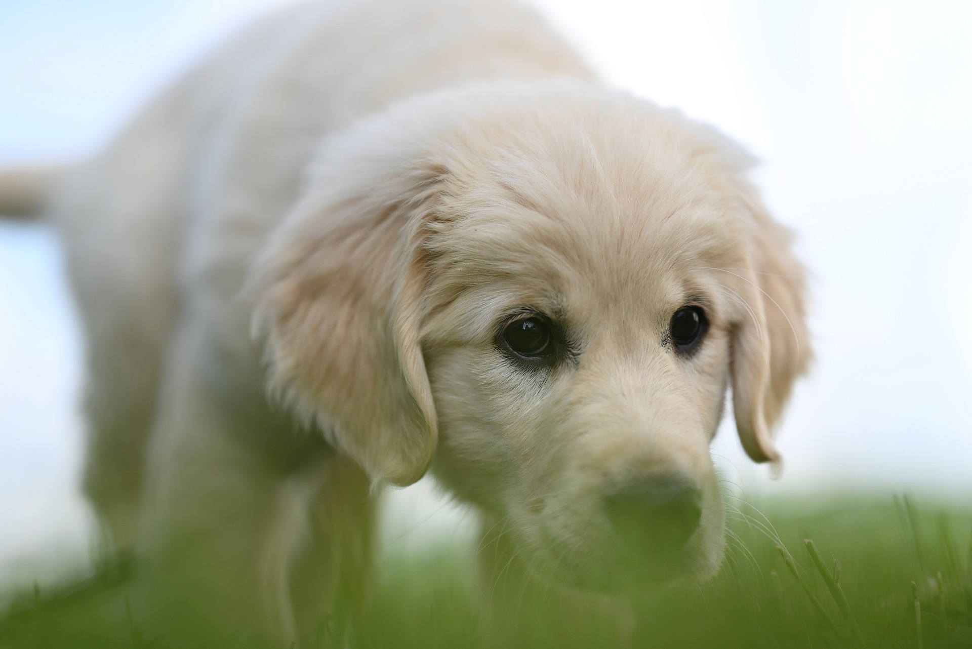 Common Golden Retriever Behavior Problems and How to Fix Them 10