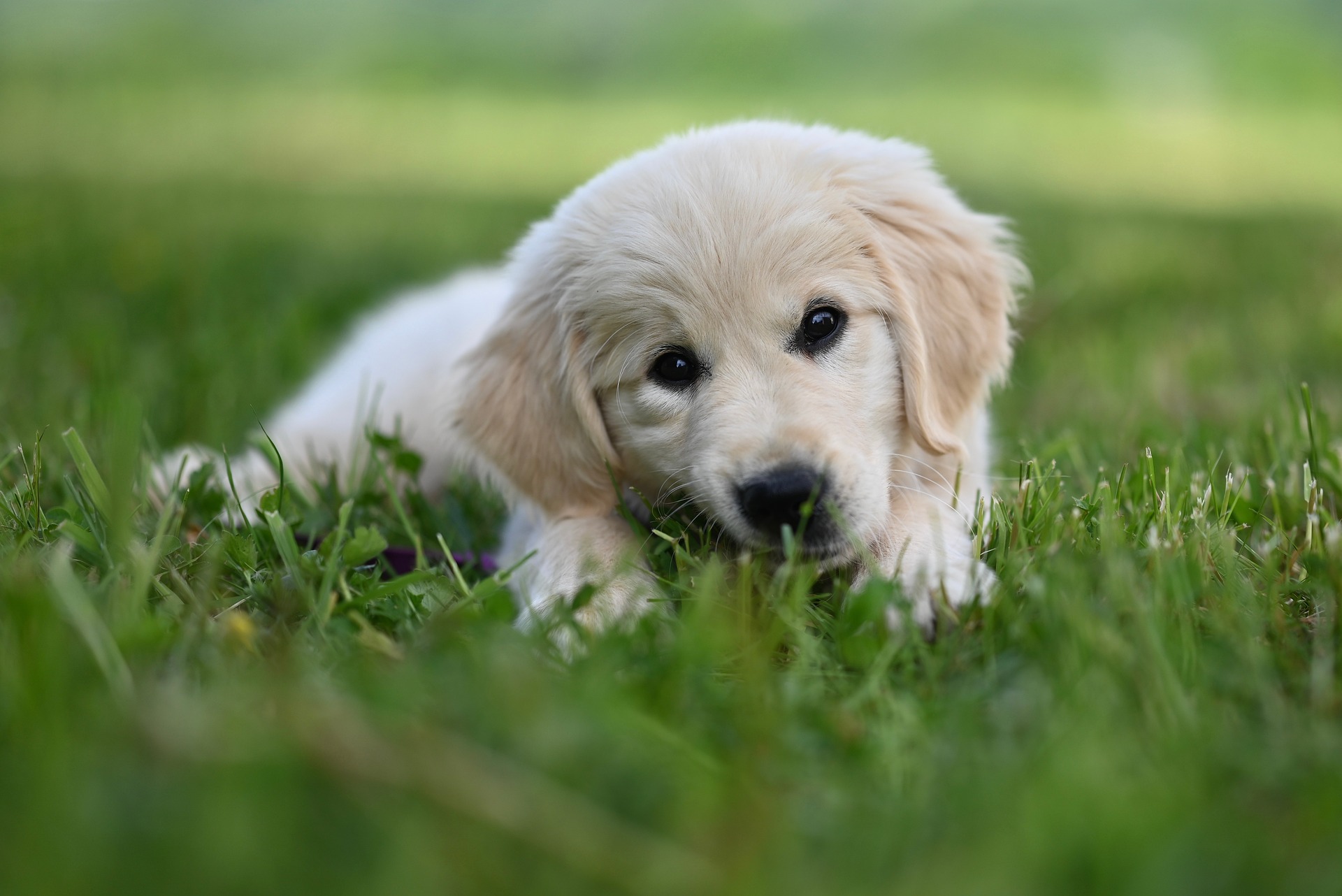 Golden Retriever Training Mistakes Many Owners Make — The Complete Guide 10