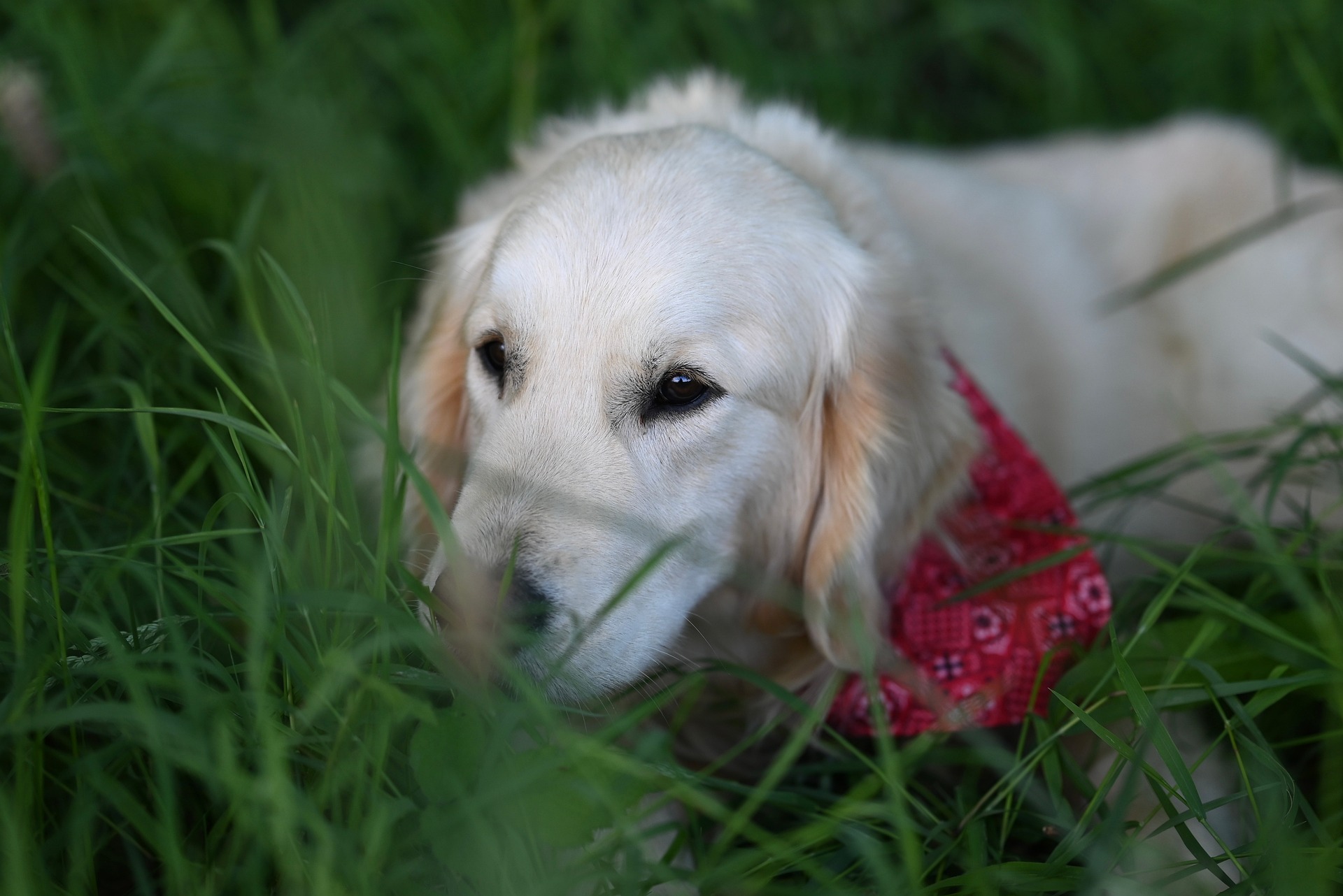Are Golden Retrievers Good With Children and Other Pets? 10 Are Golden Retrievers Good With Children and Other Pets? 10