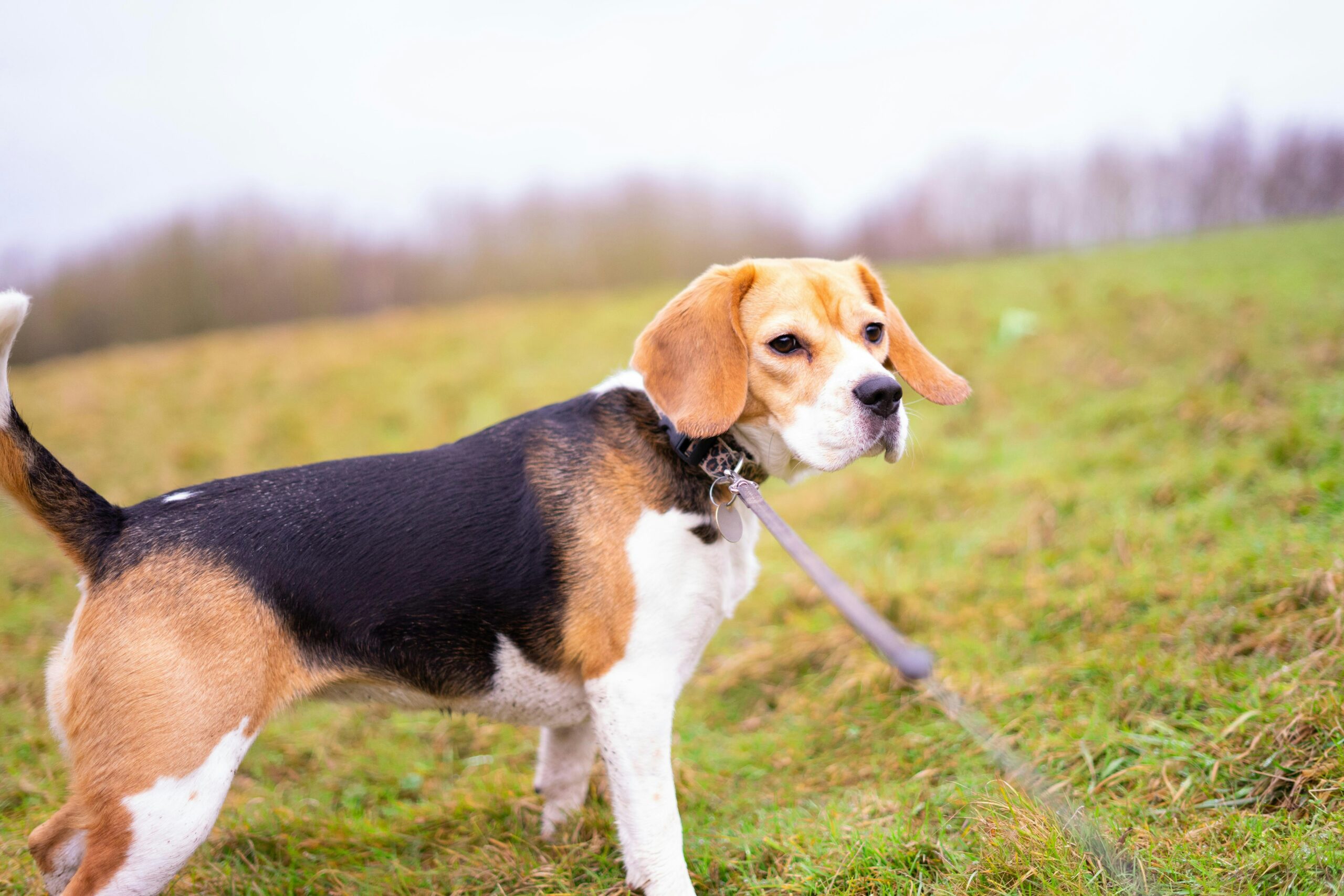 Can Beagles Be Left Alone? Separation Anxiety Explained 10 Can Beagles Be Left Alone? Separation Anxiety Explained 10