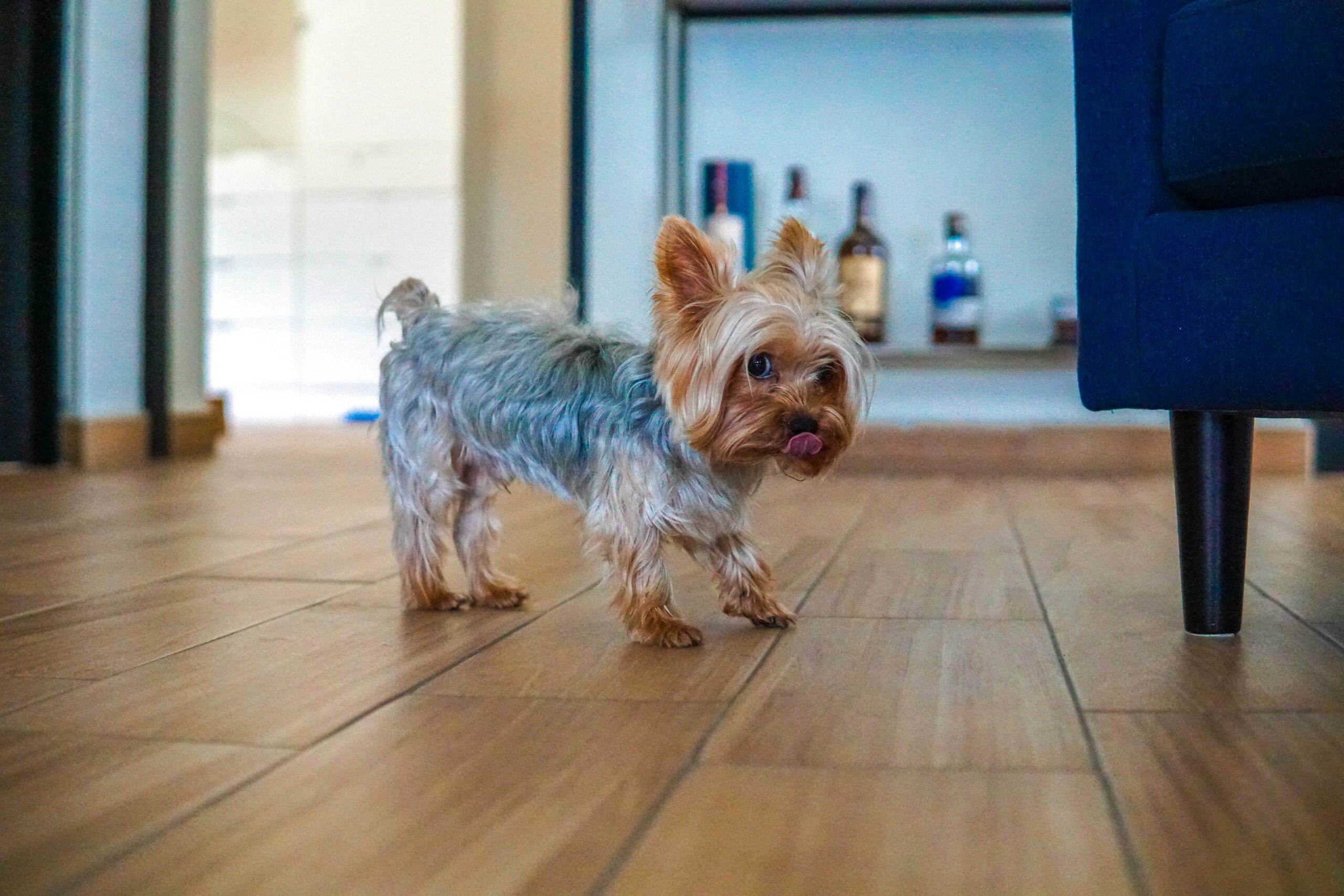 Why Yorkies Think They’re Much Bigger Than They Are — The Full Guide for Curious Owners 40