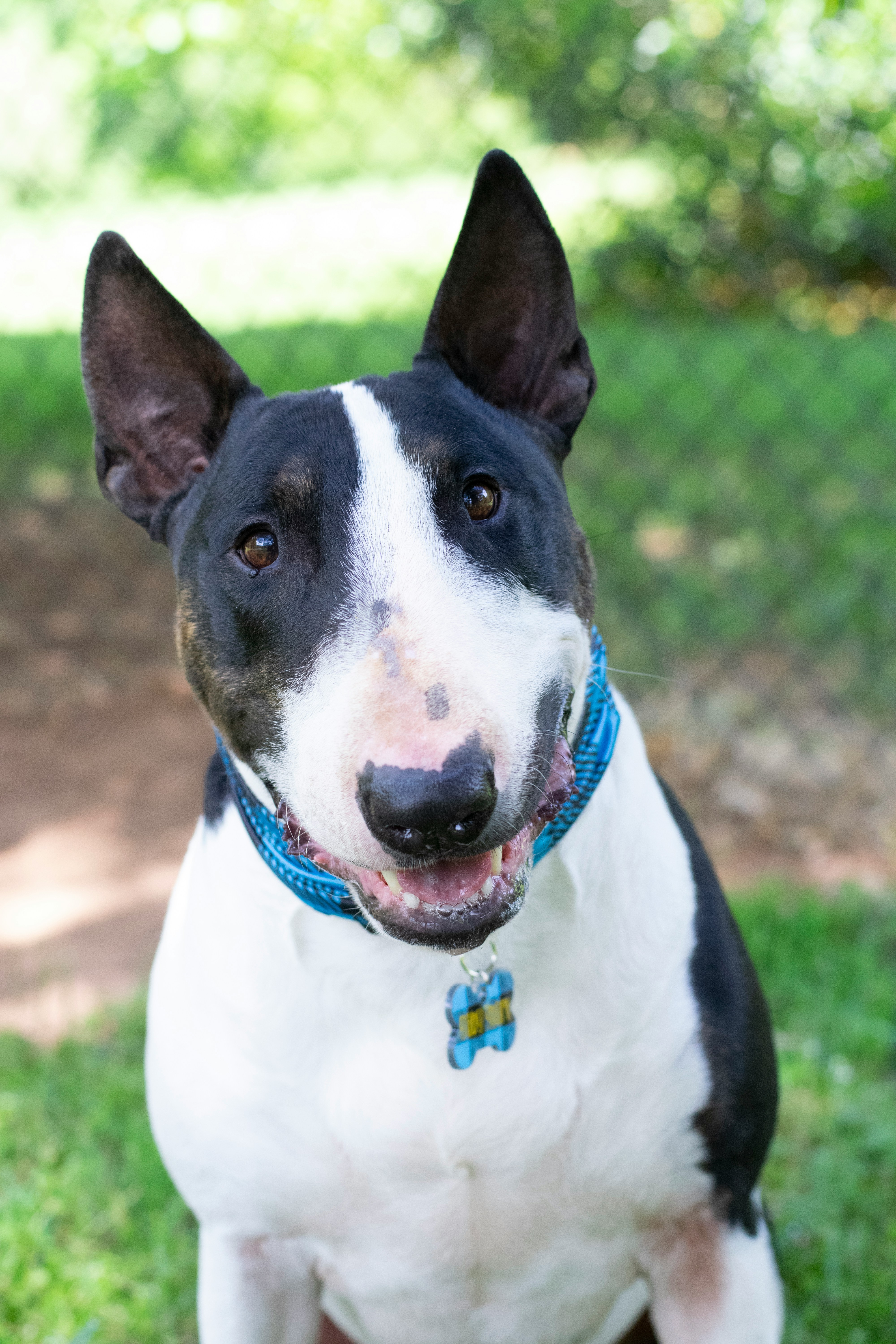 How to Pick the Perfect English Bull Terrier Puppy 11 How to Pick the Perfect English Bull Terrier Puppy 11