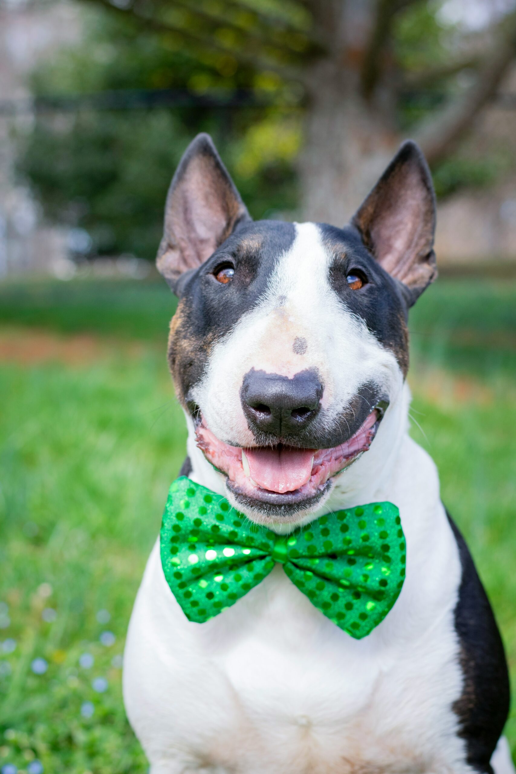 How to Pick the Perfect English Bull Terrier Puppy 9 How to Pick the Perfect English Bull Terrier Puppy 9