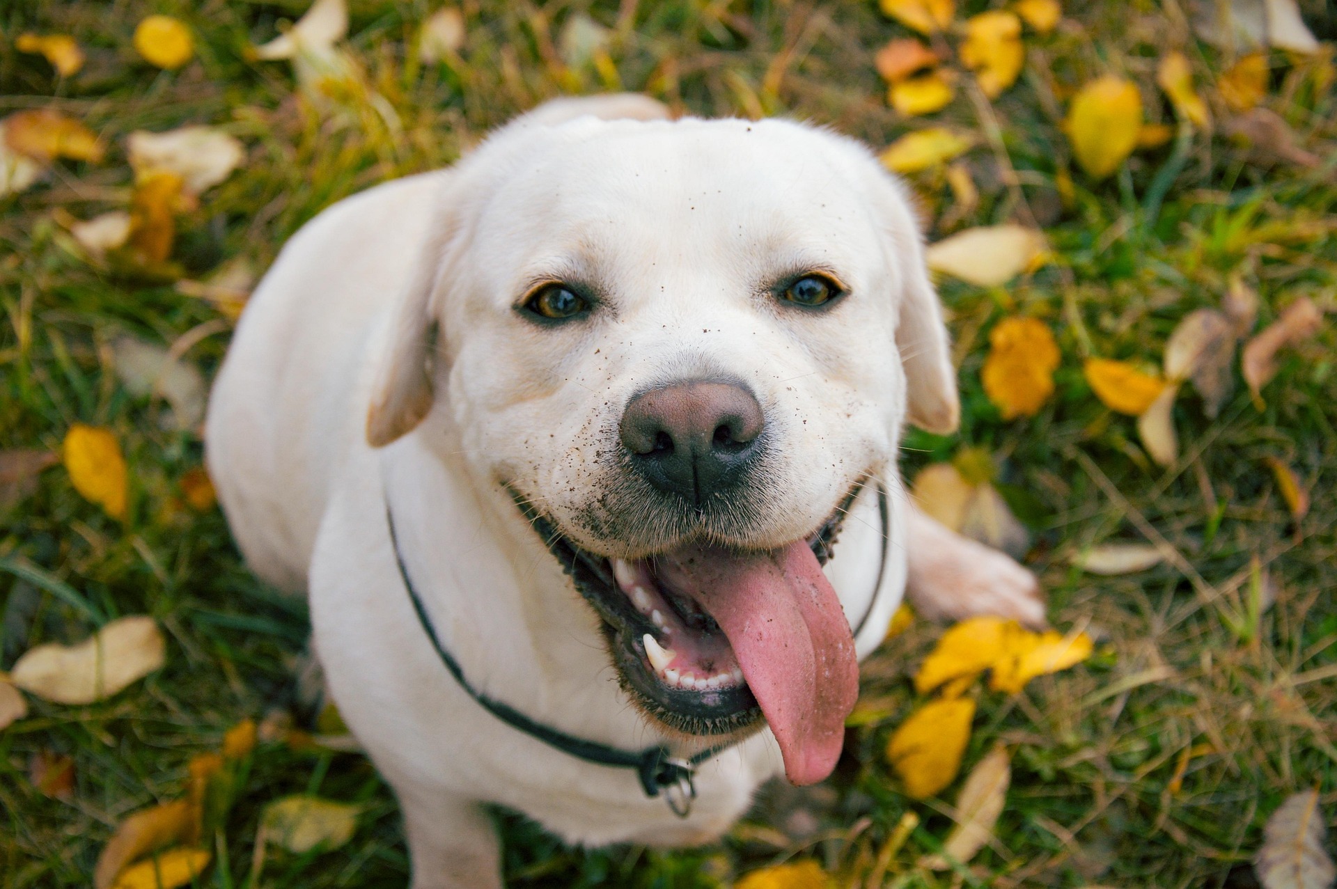 Labrador Retriever Training Mistakes Many Owners Make 10