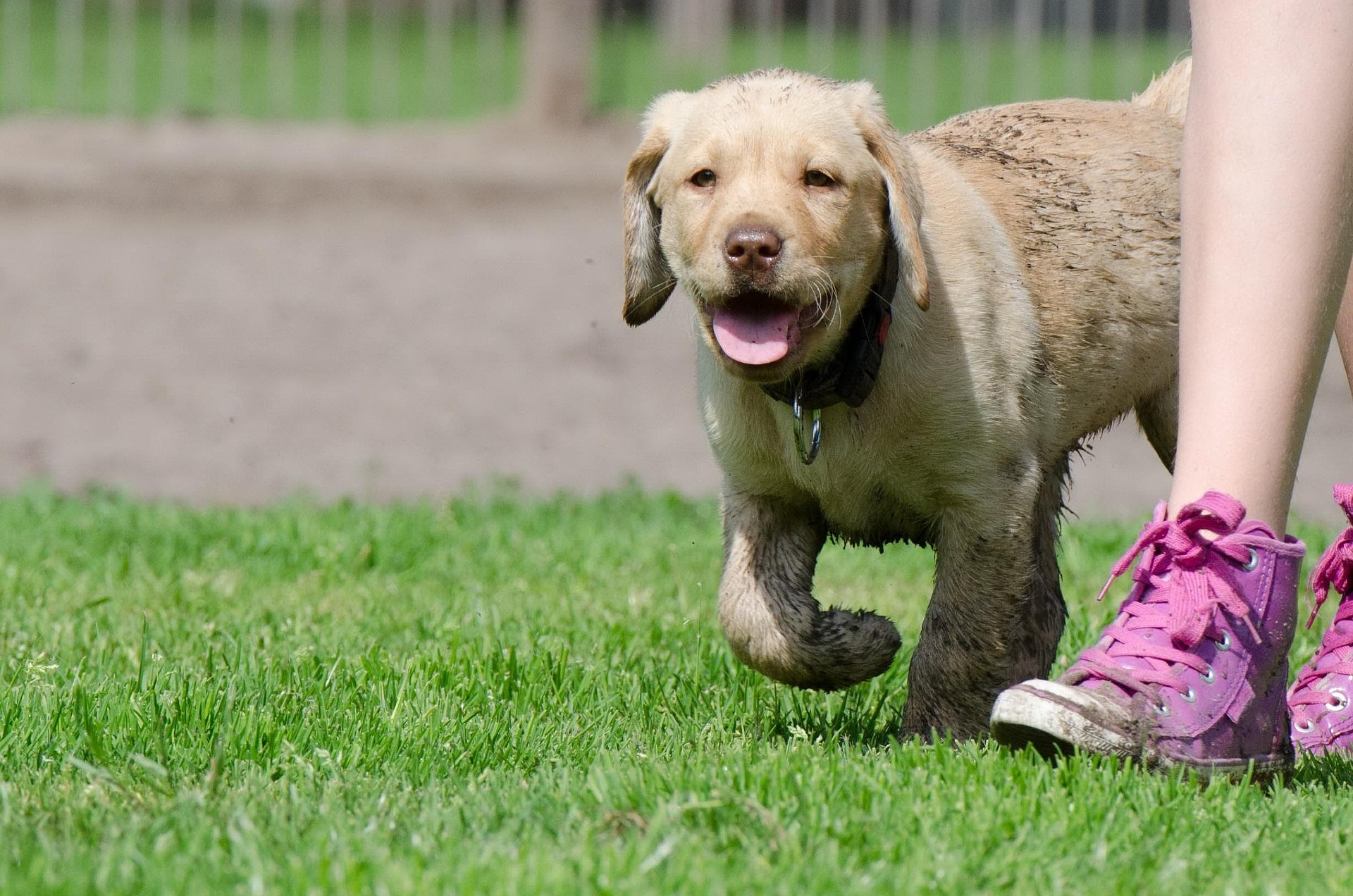 Do Labrador Retrievers Bark a Lot? 11