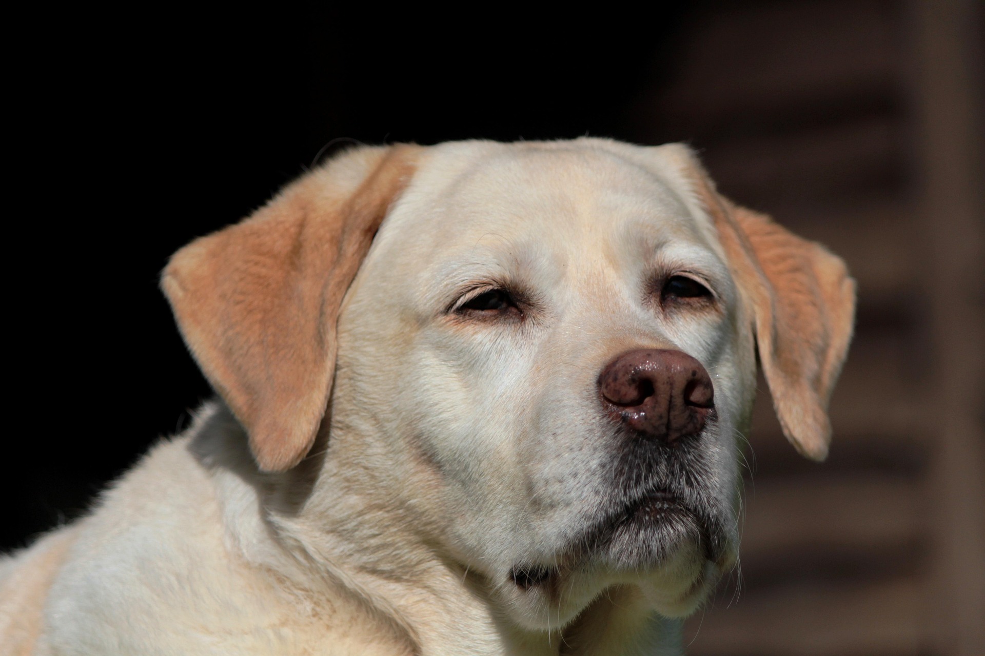 Labrador Retriever Training Mistakes Many Owners Make 11