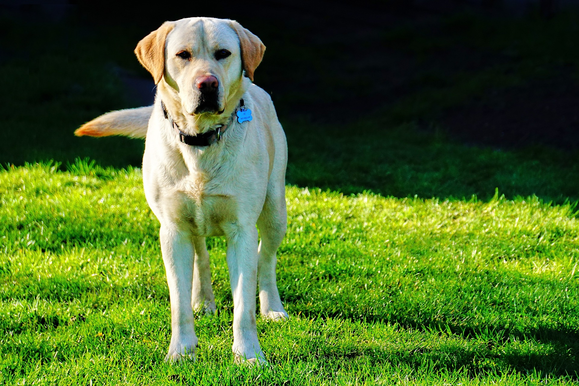 Why Labrador Retrievers Love Food So Much — The Real Reasons Explained 11 Why Labrador Retrievers Love Food So Much — The Real Reasons Explained 11