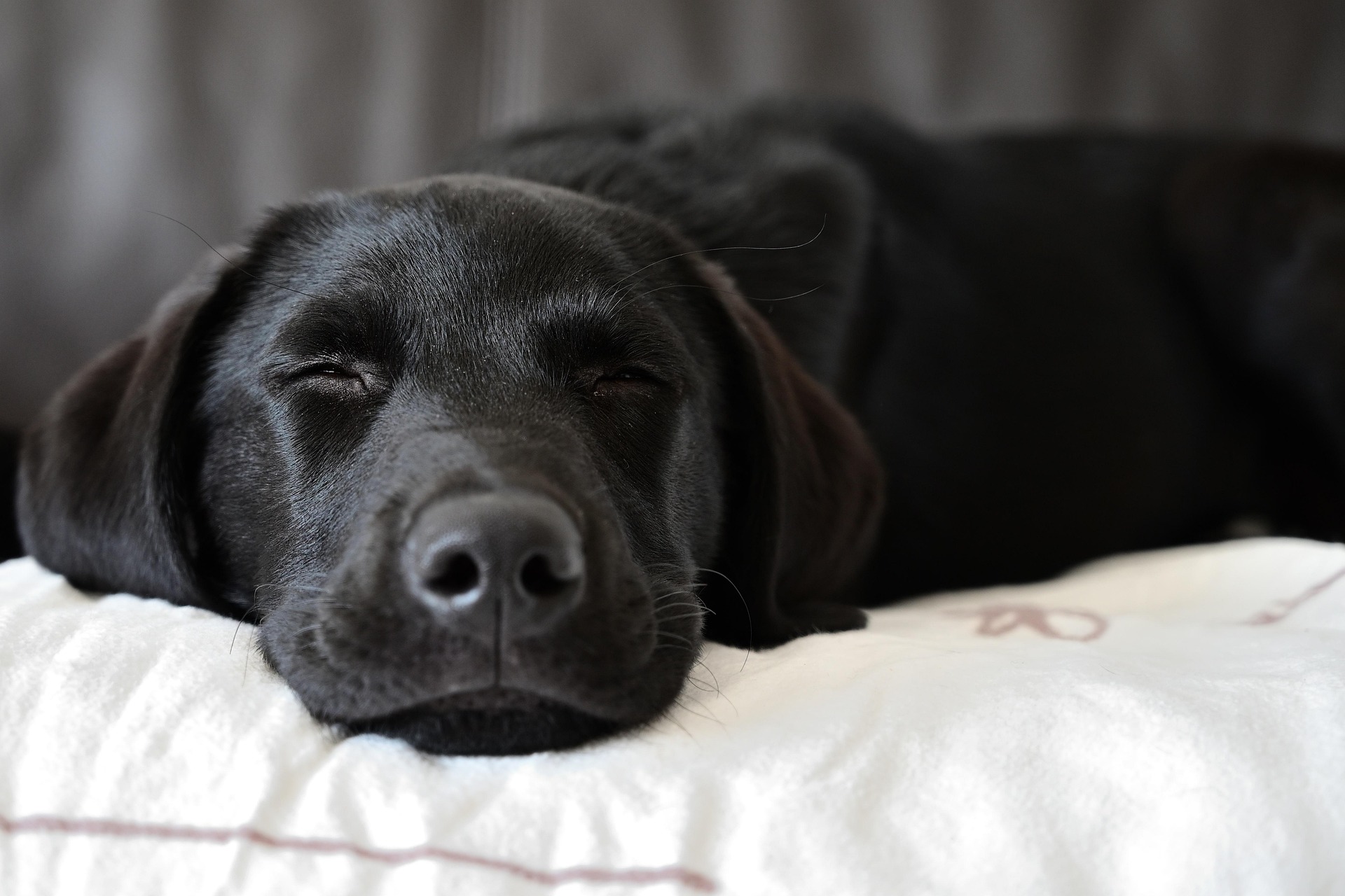 Why Labrador Retrievers Love Food So Much — The Real Reasons Explained 10 Why Labrador Retrievers Love Food So Much — The Real Reasons Explained 10
