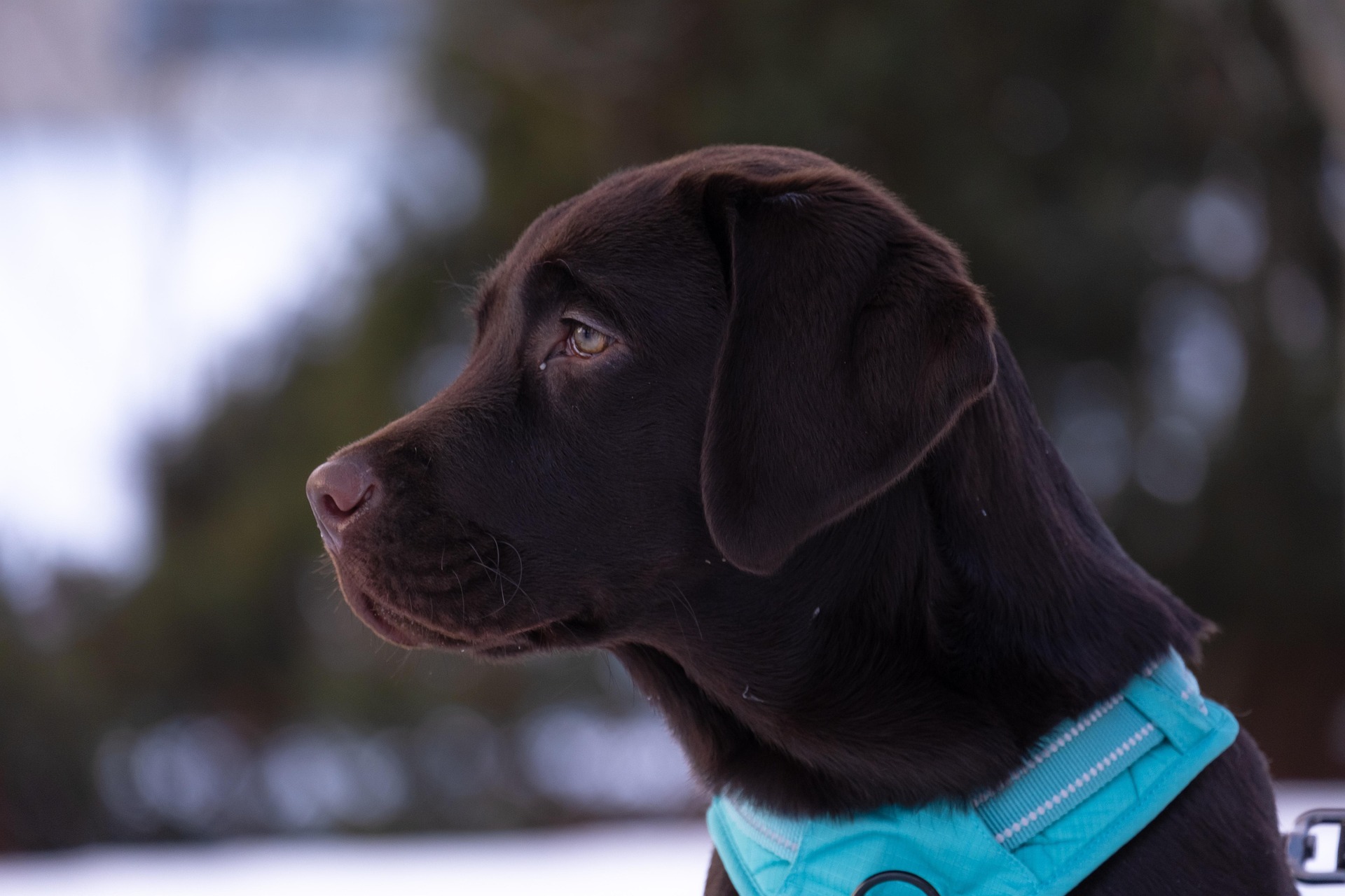 How Much Exercise Does a Labrador Retriever Really Need? 9 How Much Exercise Does a Labrador Retriever Really Need? 9
