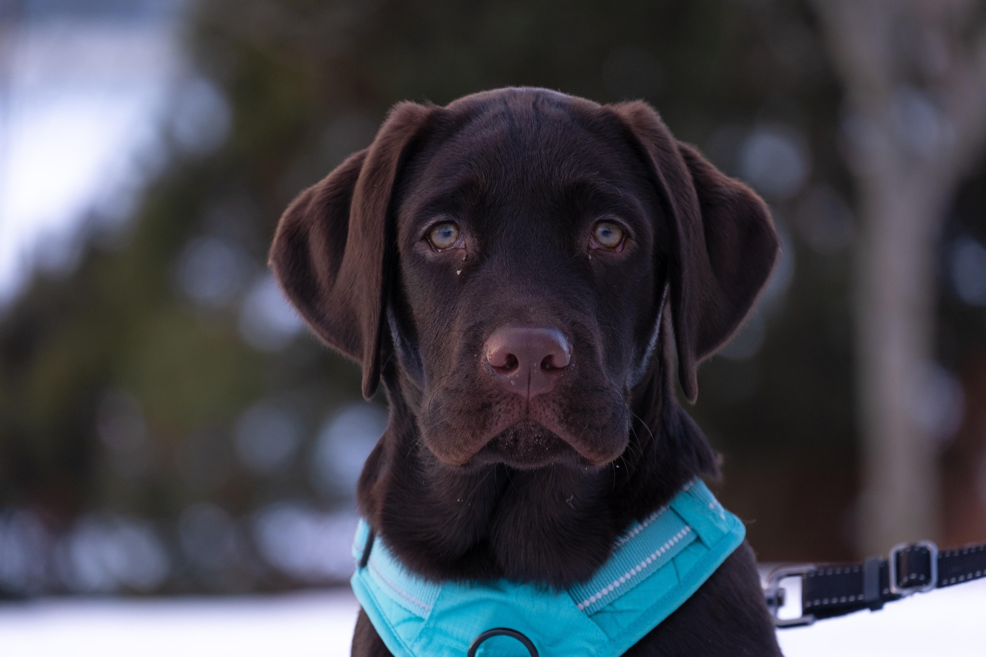 How Much Exercise Does a Labrador Retriever Really Need? 10 How Much Exercise Does a Labrador Retriever Really Need? 10