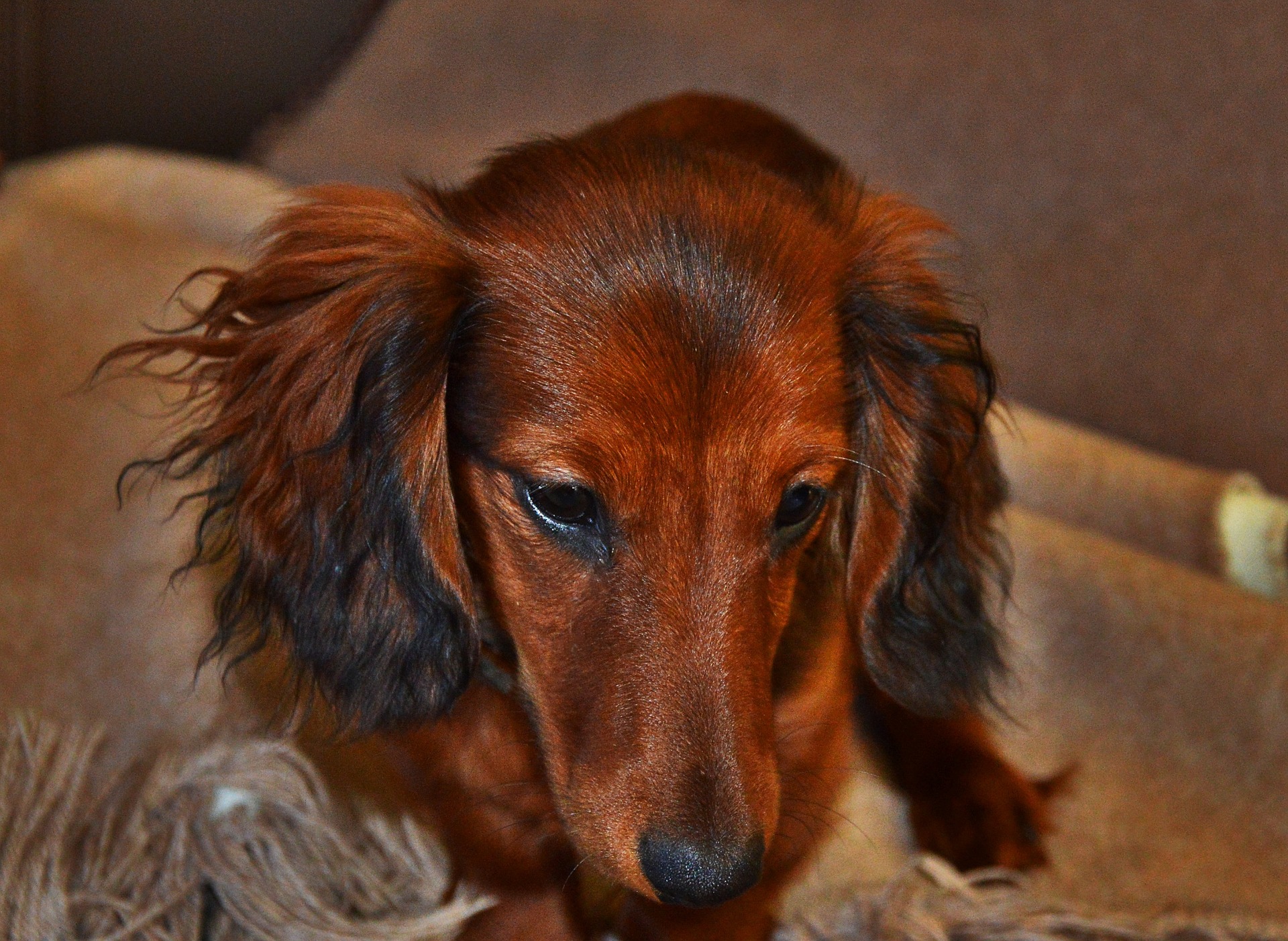 Why Dachshunds Are the Small Dogs With the Biggest Personalities 15 Why Dachshunds Are the Small Dogs With the Biggest Personalities 15