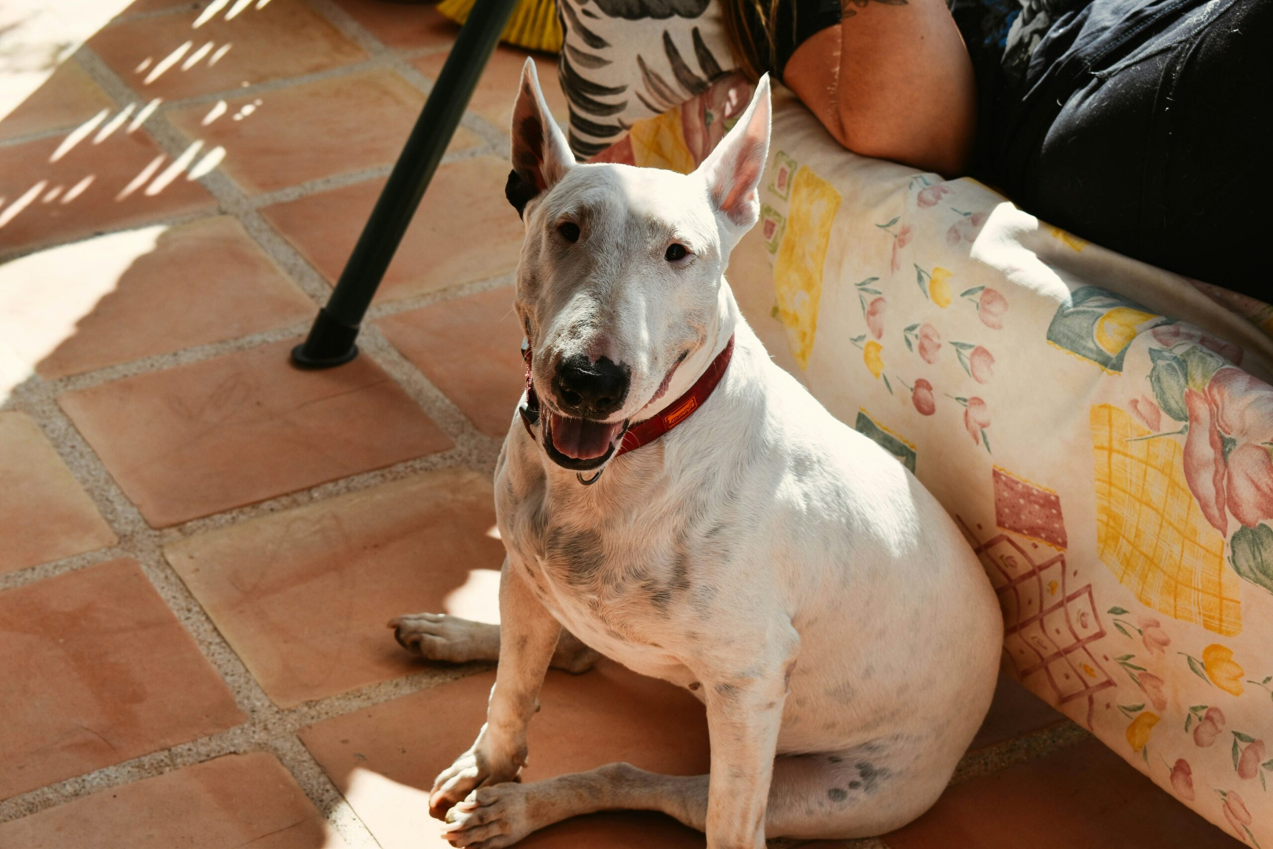 English Bull Terriers and Other Pets: Tips for a Peaceful Home 9 English Bull Terriers and Other Pets: Tips for a Peaceful Home 9