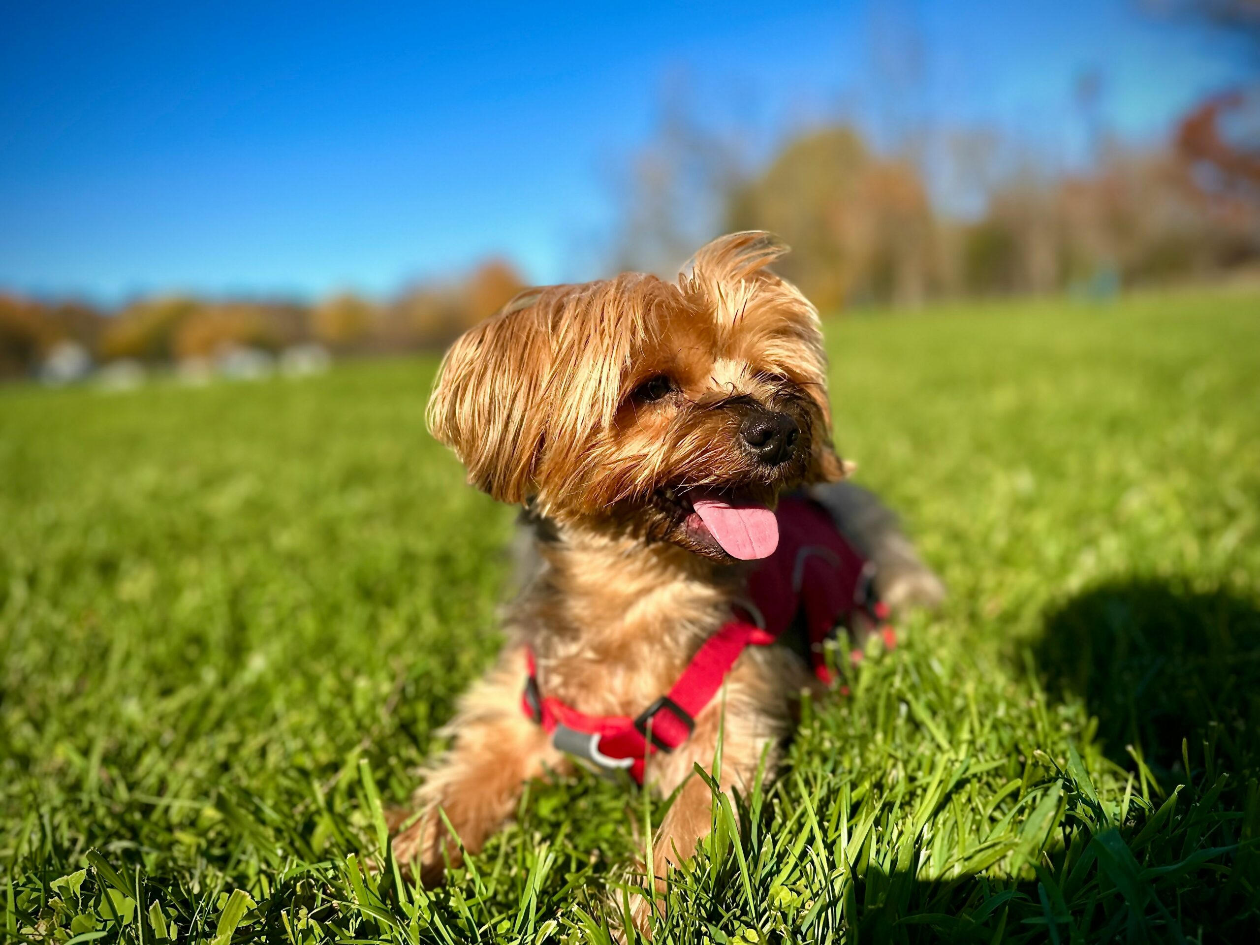 Yorkie Body Language: What Your Dog Is Trying to Tell You (Complete Guide) 8