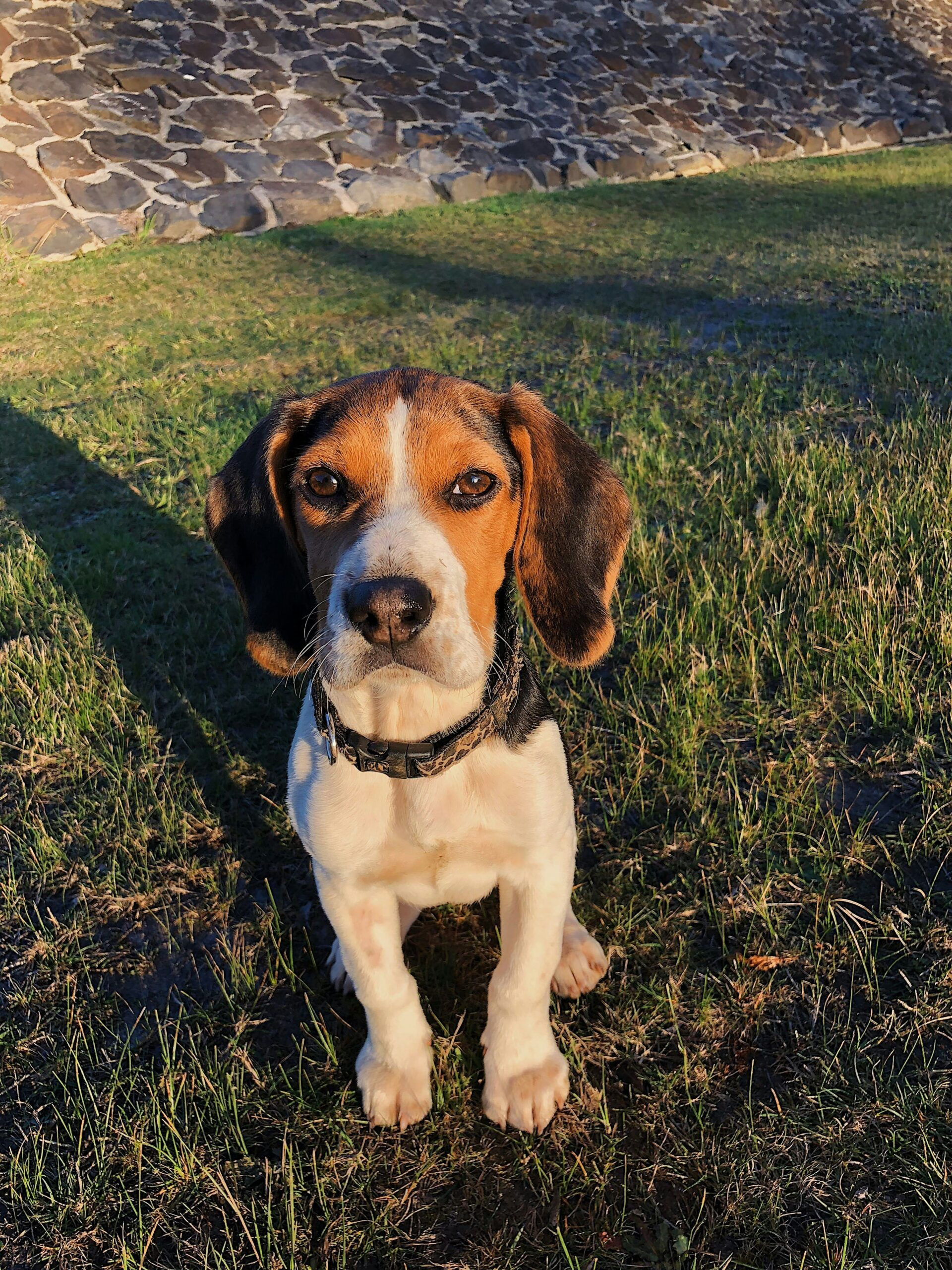 How Long Do Beagles Live? Health and Lifespan Facts 10 How Long Do Beagles Live? Health and Lifespan Facts 10