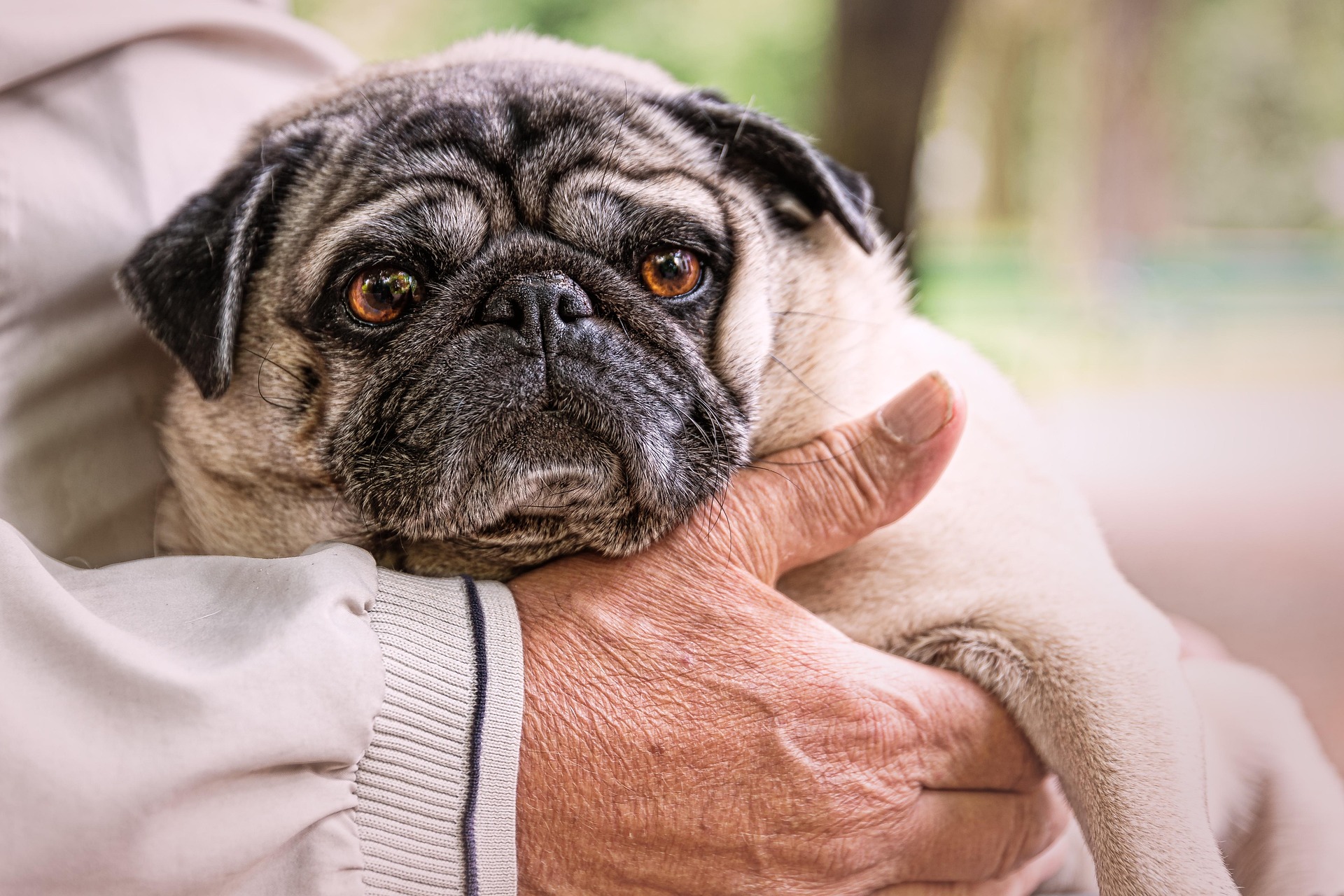 How to Train Your Pug: Tips That Actually Work 10