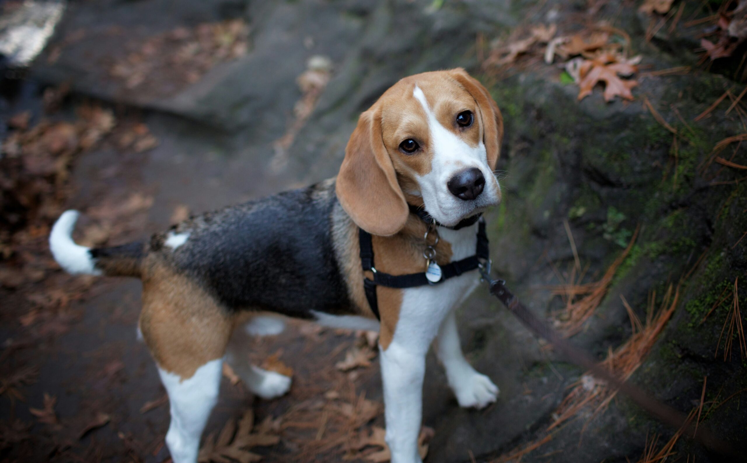 Can Beagles Live in Apartments? Pros and Cons 9 Can Beagles Live in Apartments? Pros and Cons 9