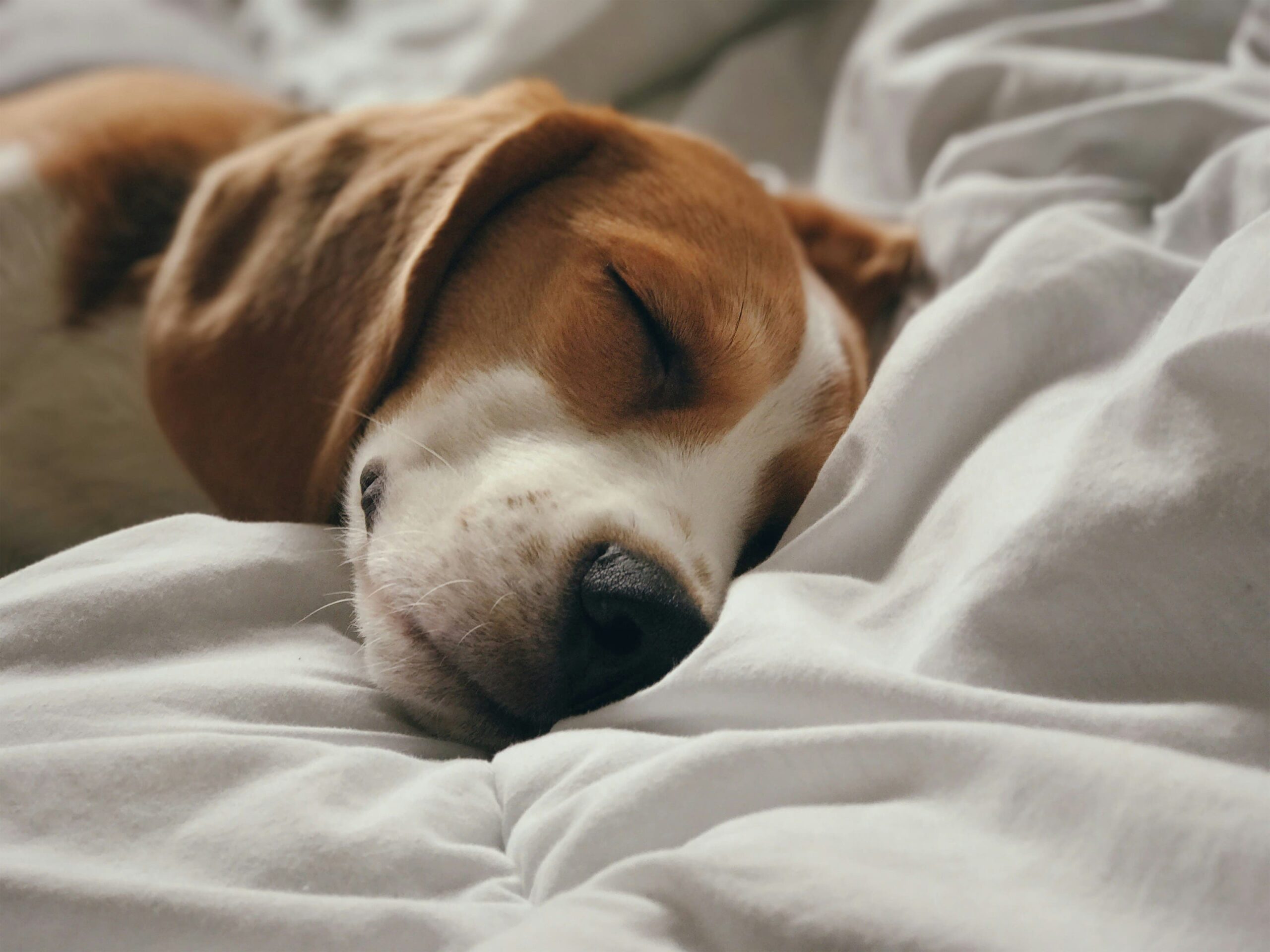 Can Beagles Live in Apartments? Pros and Cons 11 Can Beagles Live in Apartments? Pros and Cons 11