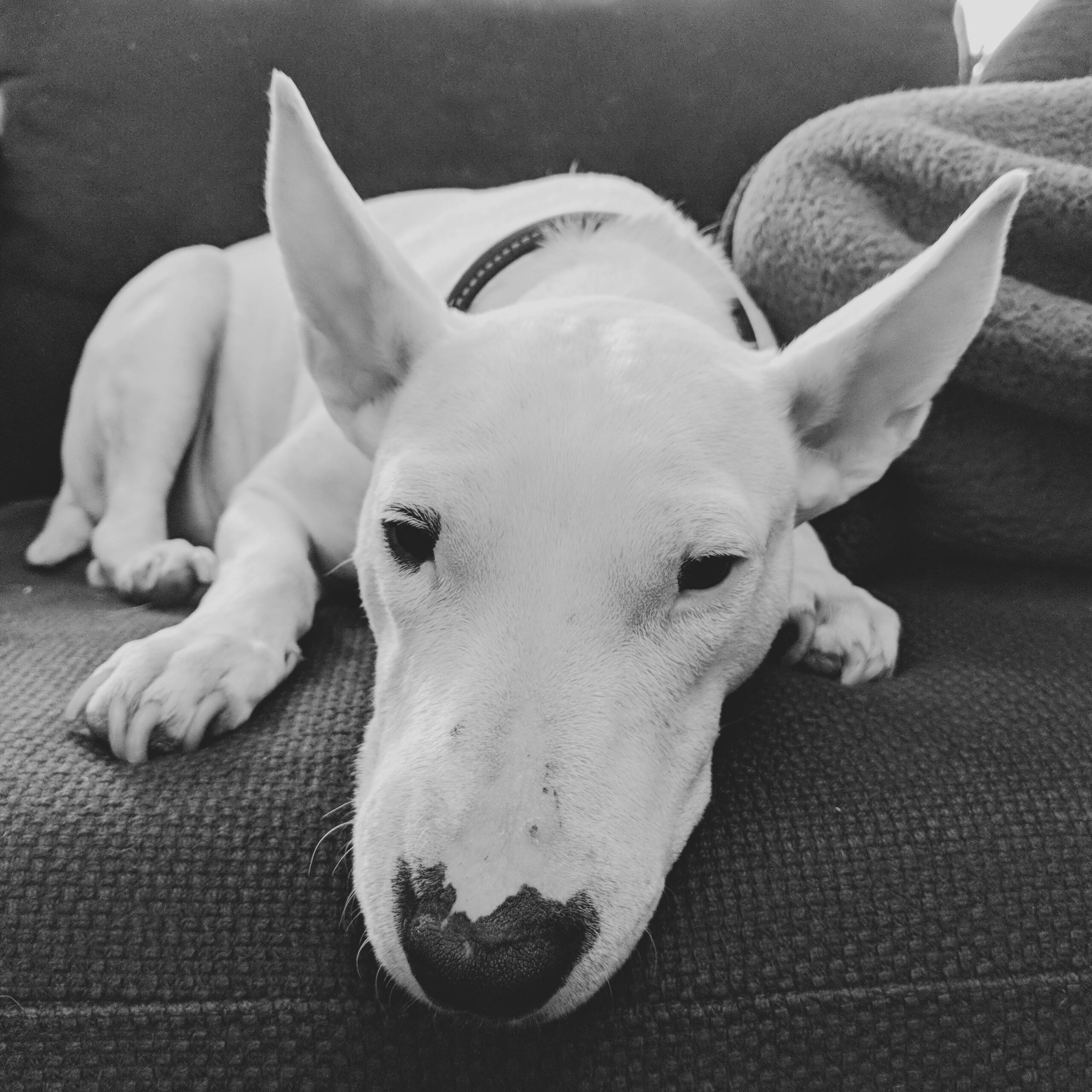 Exercise Tips for Your Energetic English Bull Terrier 9 Exercise Tips for Your Energetic English Bull Terrier 9