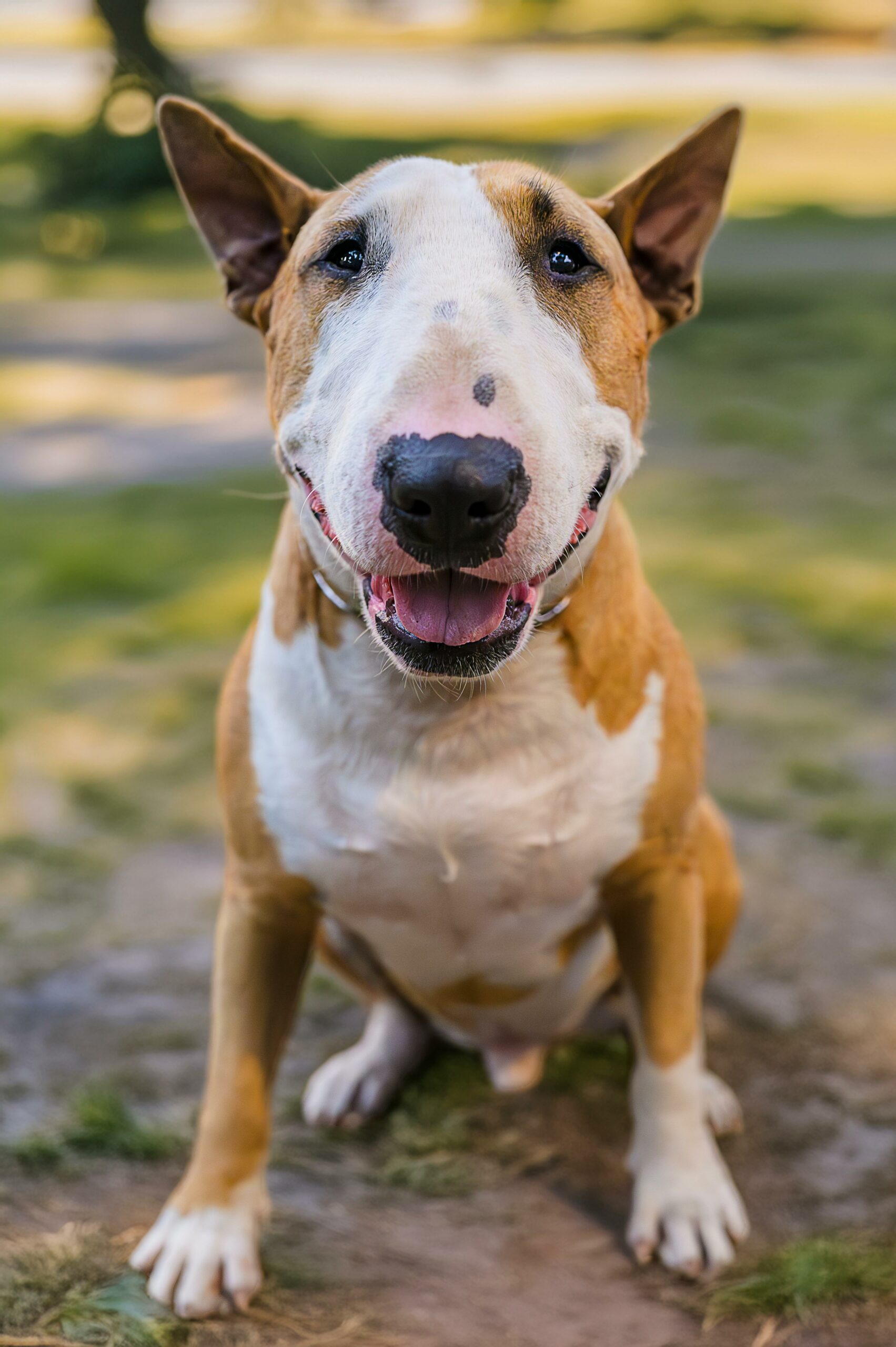 Grooming Tips to Keep Your English Bull Terrier Looking Sharp 10 Grooming Tips to Keep Your English Bull Terrier Looking Sharp 10