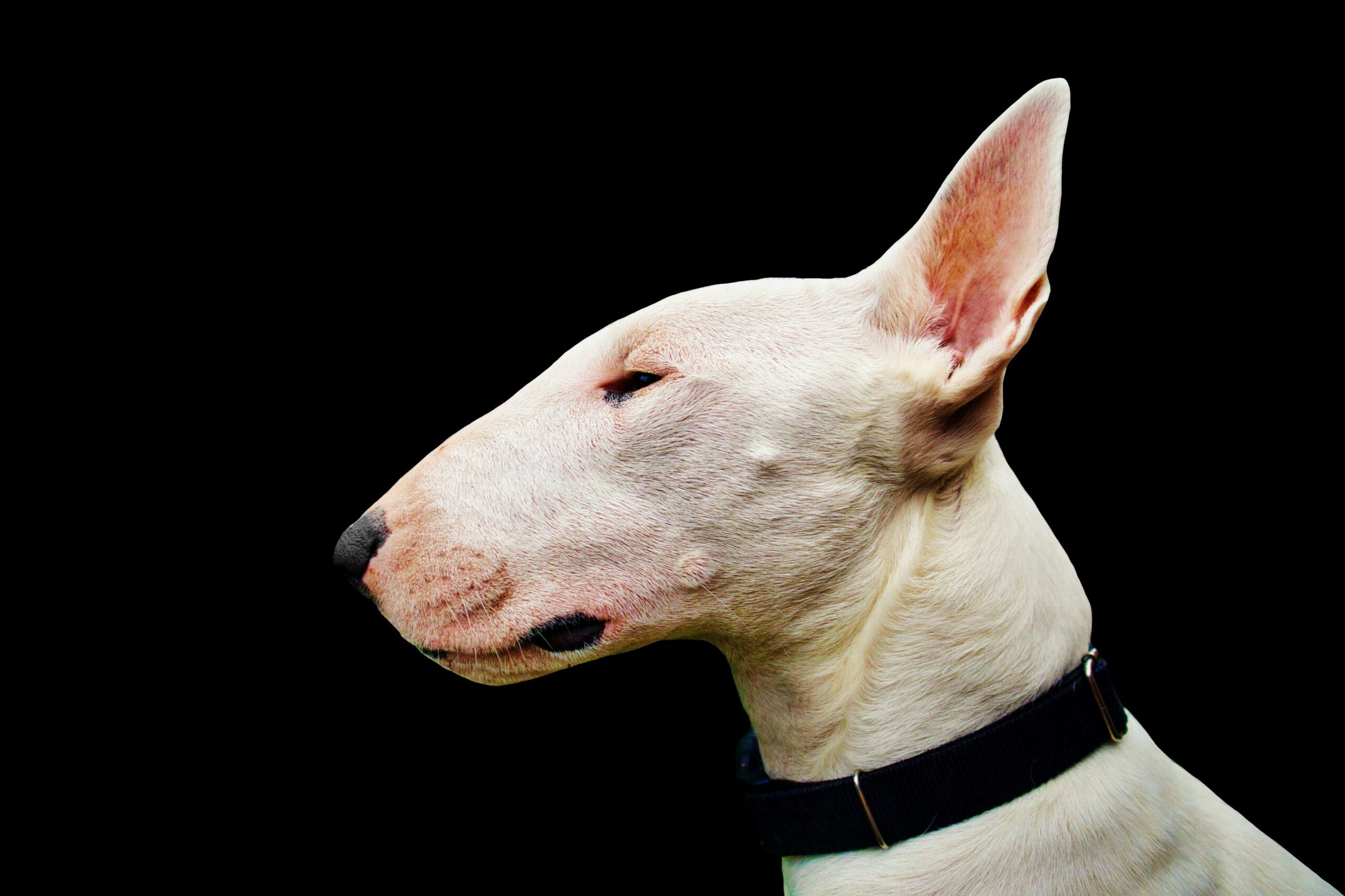 10 Traits That Make English Bull Terriers Truly Unique 8 10 Traits That Make English Bull Terriers Truly Unique 8