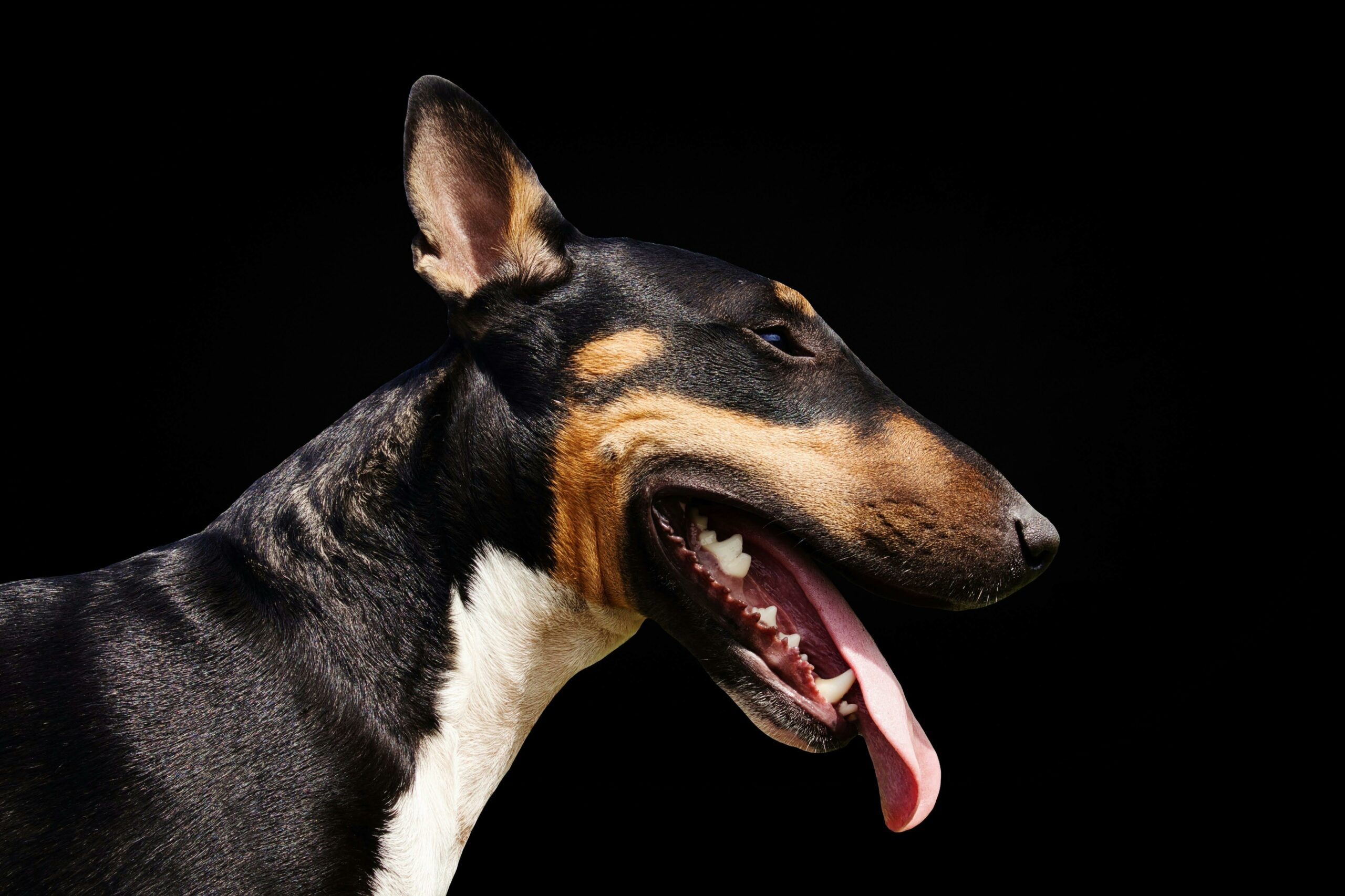 How to Manage Your English Bull Terrier’s High Energy Levels 9 How to Manage Your English Bull Terrier’s High Energy Levels 9