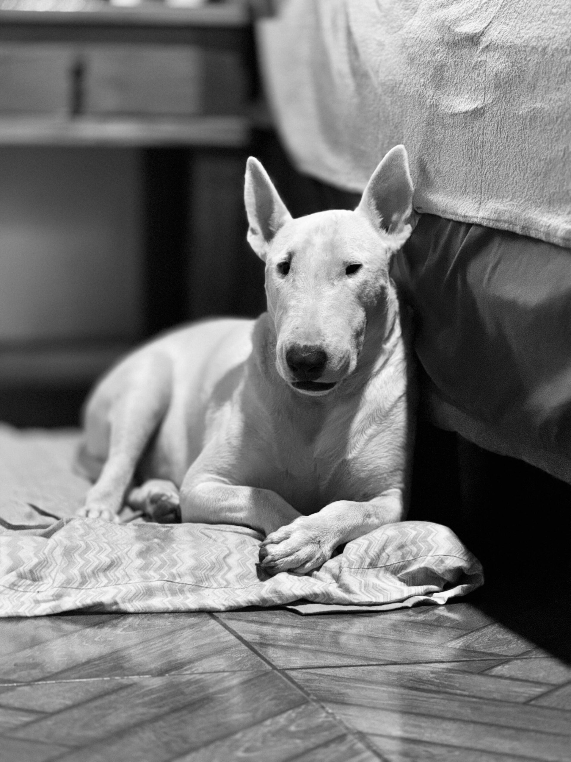 How to Manage Your English Bull Terrier’s High Energy Levels 10 How to Manage Your English Bull Terrier’s High Energy Levels 10