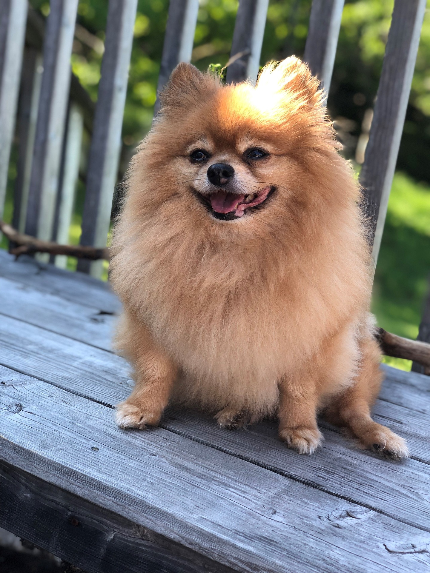 Training Tips for Your Feisty but Adorable Pomeranian 10