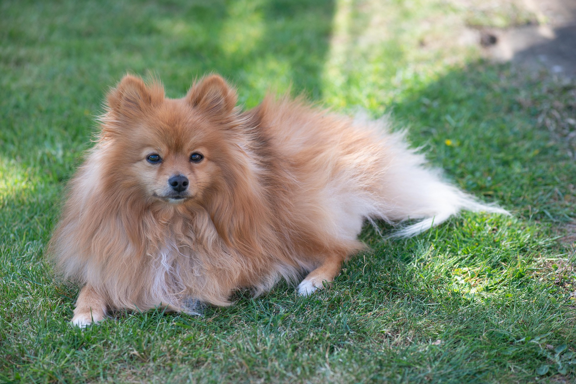 Training Tips for Your Feisty but Adorable Pomeranian 11